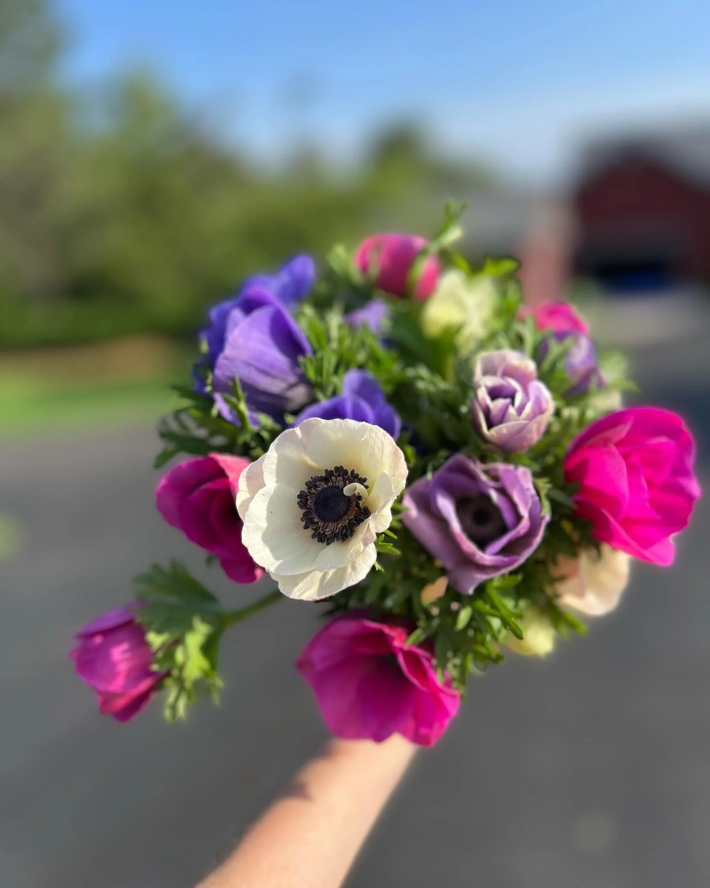 Excited that our Anenomes and Garden roses are coming on board for the late spring season!! So pretty with the peonies!! Peony CSA pick ups will be available starting Friday at the stand for our Members!  Here&rsquo;s to week 2 of the Peony CSA! #fre