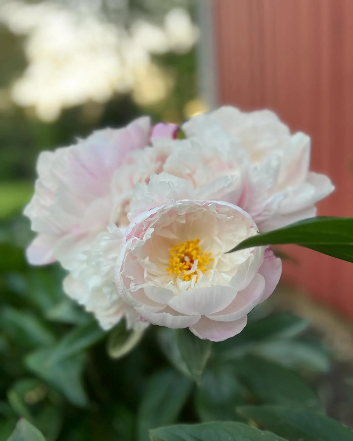 Peony CSA week #2 will be out at the stand tomorrow just in time for the holiday weekend!  Like last week, if you are not a CSA member and would like to reserve a $20 bunch- just message me!