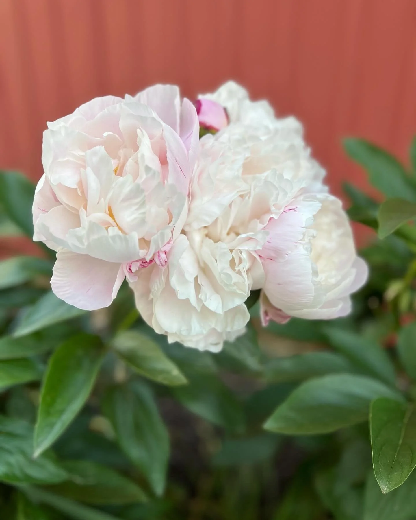 Peony CSAs will be out today starting at noon! A little later than usual due to other order deliveries!  Thank you