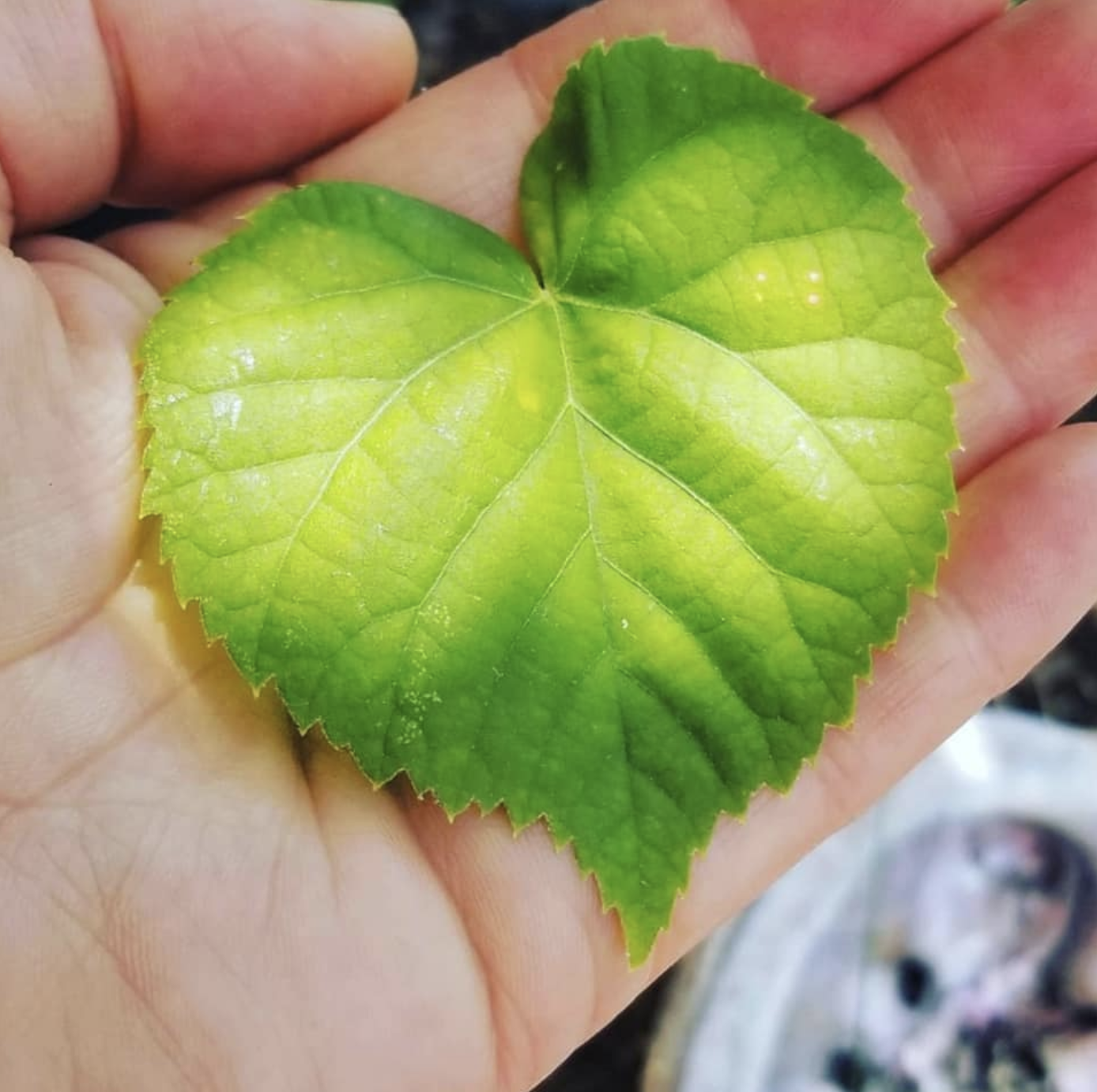heartleaf:linden.png