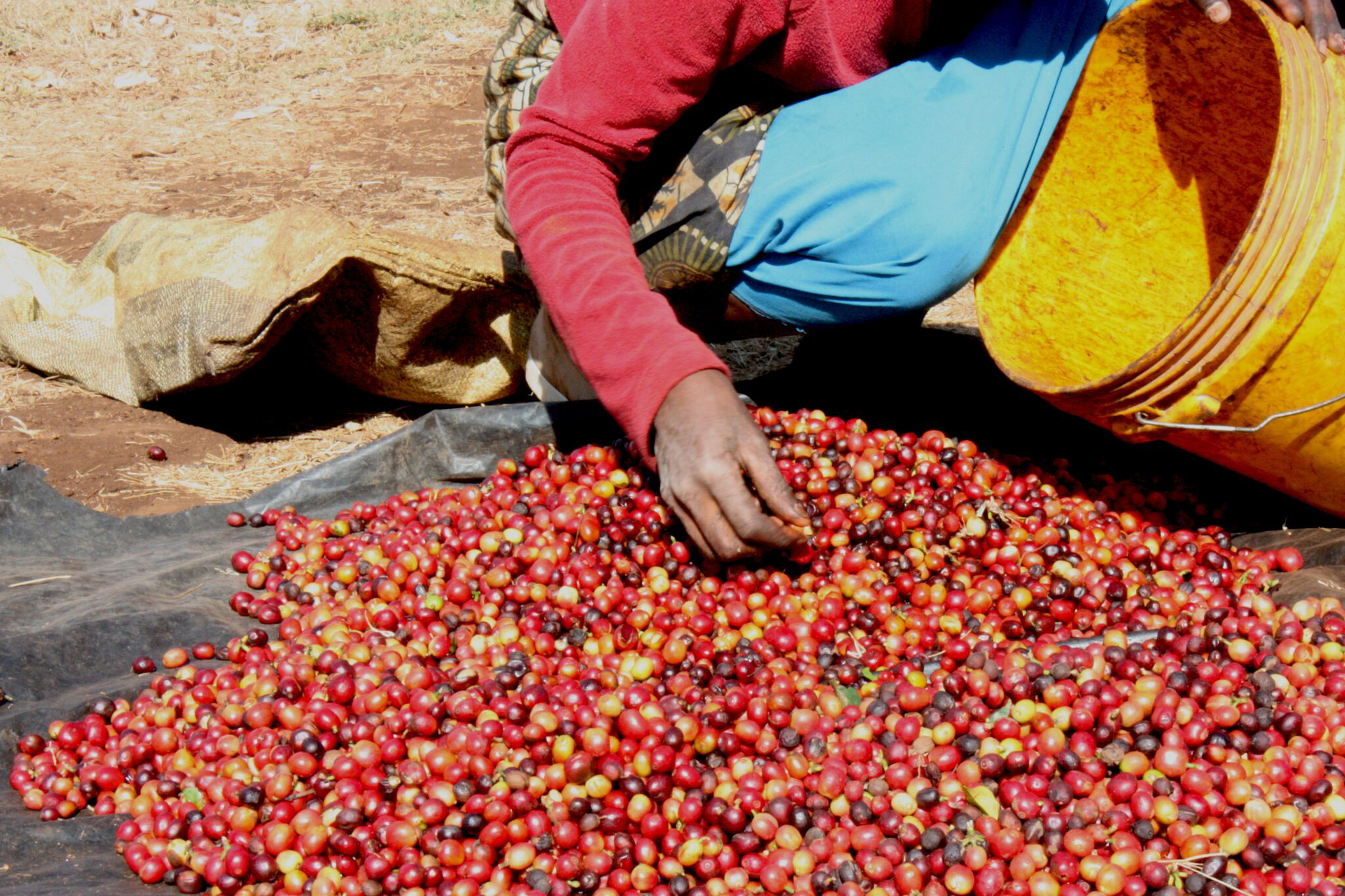 Tanzania-cherries.jpg