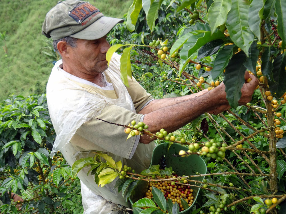 Colombian2.jpg
