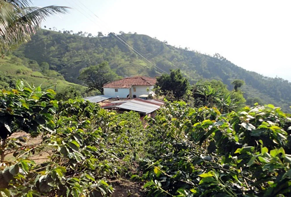 Colombian4.jpg