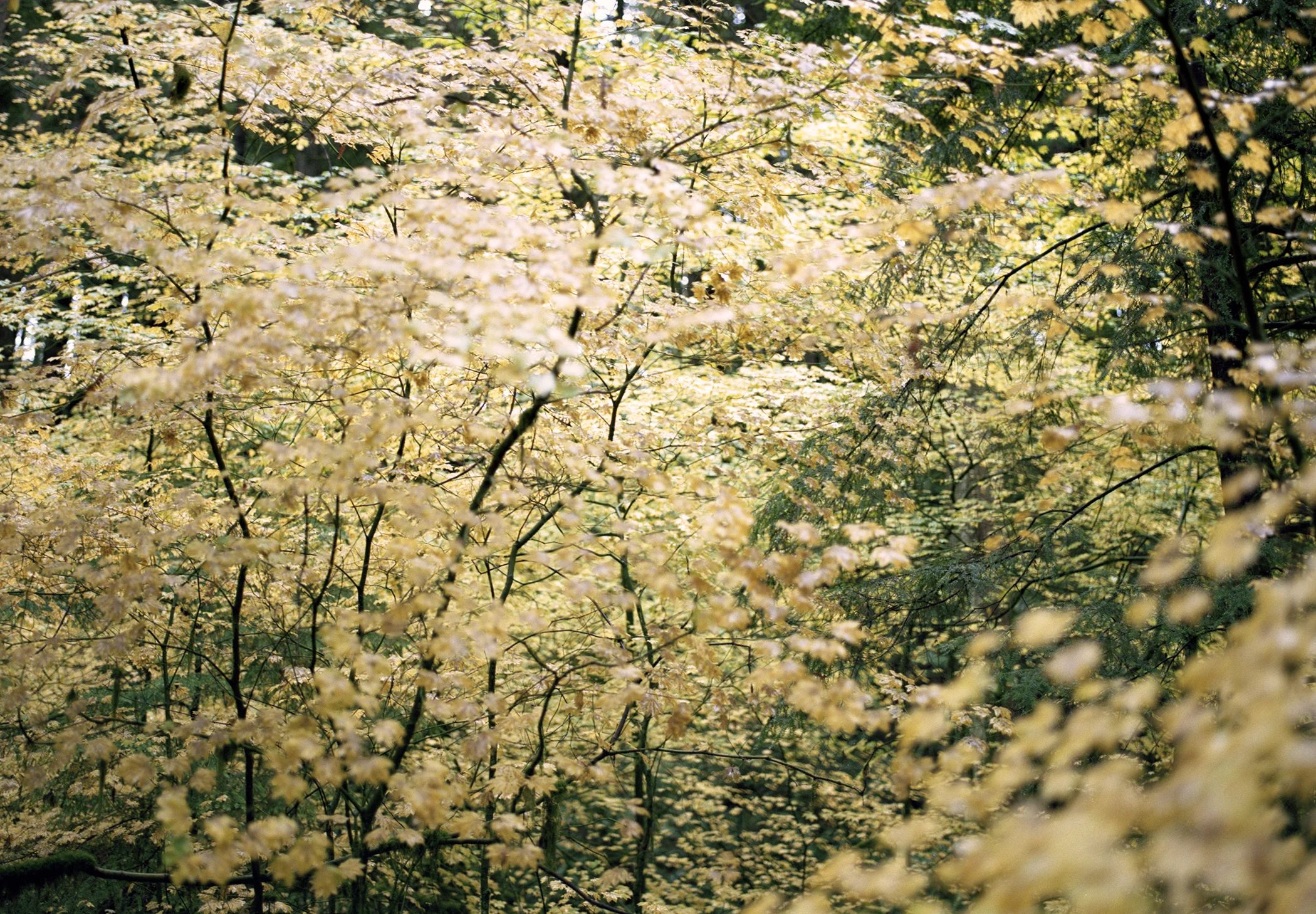 fall_web.jpg