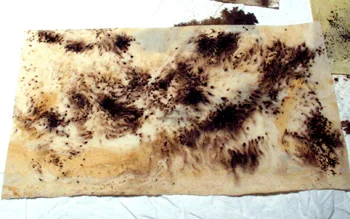 A wide-angle view of the still-wet paper.