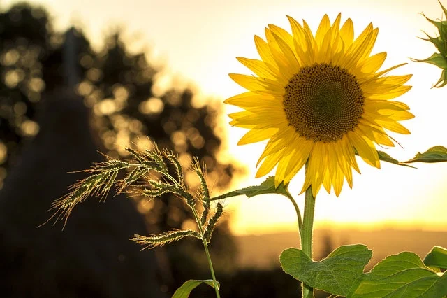 strong as a sun flower.jpg