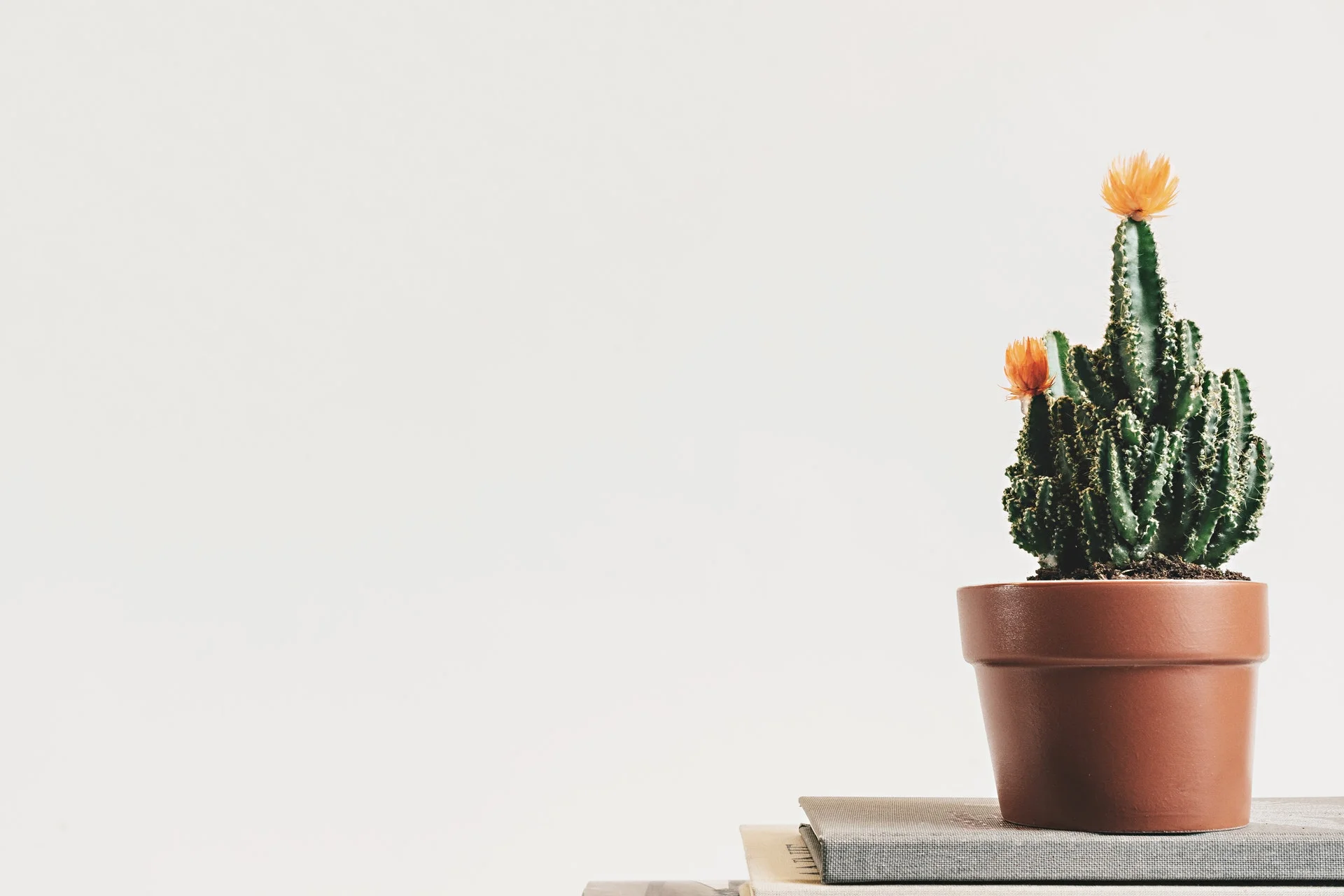Background with flower.jpg