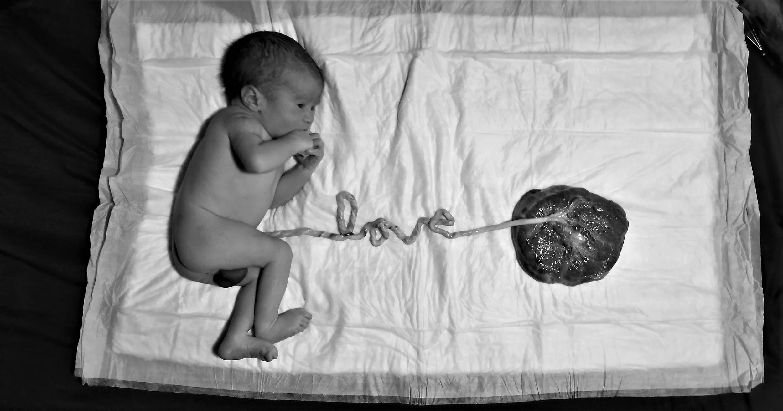 placenta.jpg