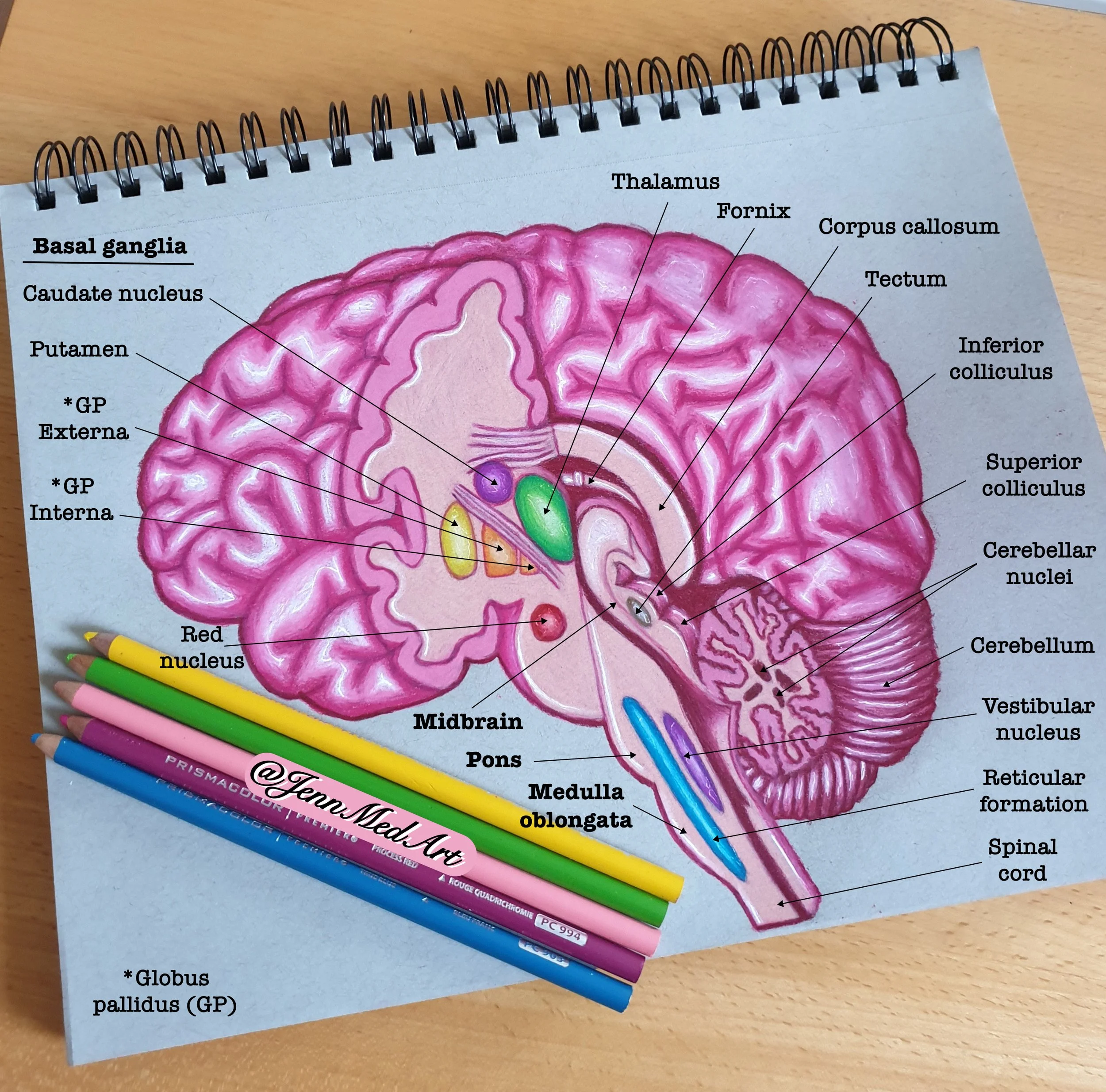 A diagram of a human brain showing various parts labeled, including the basal ganglia, caudate nucleus, putamen, globus pallidus, thalamus, fornix, corpus callosum, tectum, inferior colliculus, superior colliculus, cerebellar nuclei, ventricles, medu