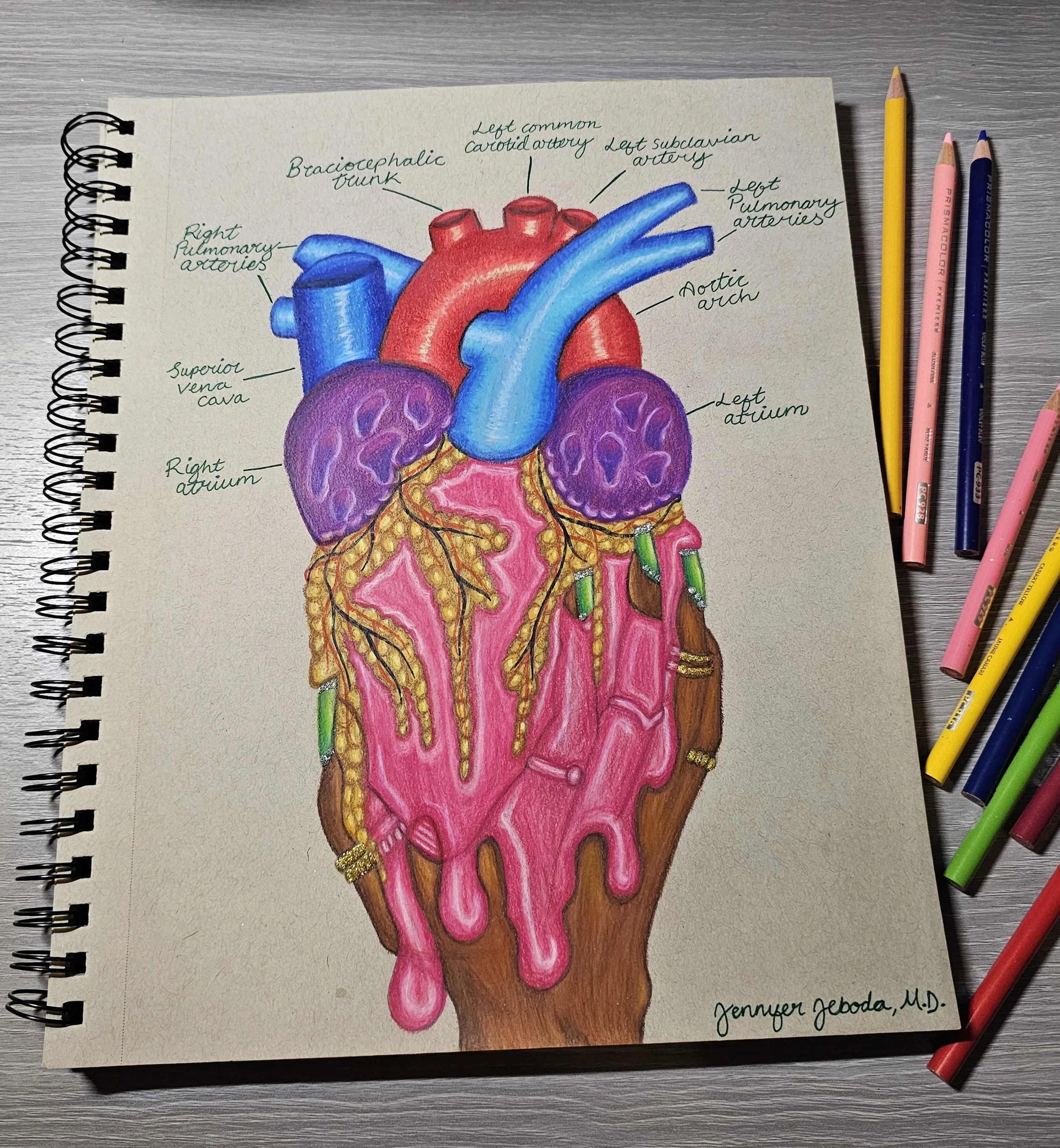 Colorful hand-drawn illustration of the human heart, labeled with anatomical parts including the brachiocephalic trunk, left common carotid artery, left subclavian artery, right pulmonary arteries, aortic arch, right atrium, superior vena cava, and l