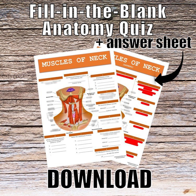 Muscles of the Neck Anatomy QUIZ Worksheet + Answers - Digital Download Printable Anatomy Worksheet Science Biology Student Study Notes