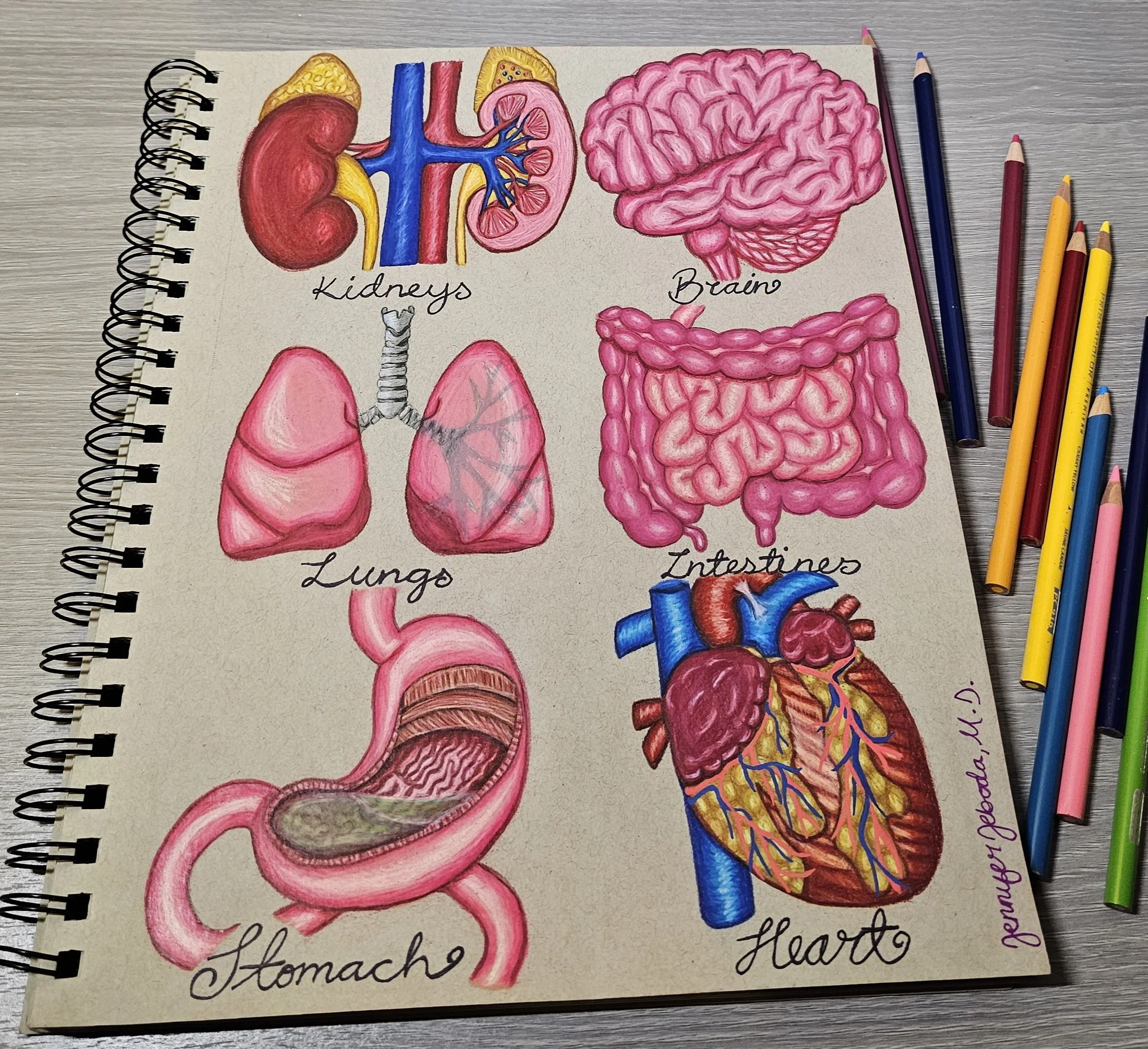 Hand-drawn diagram of human organs including kidneys, lungs, stomach, brain, and heart, with labels and colored illustrations on a notepad surrounded by colored pencils.