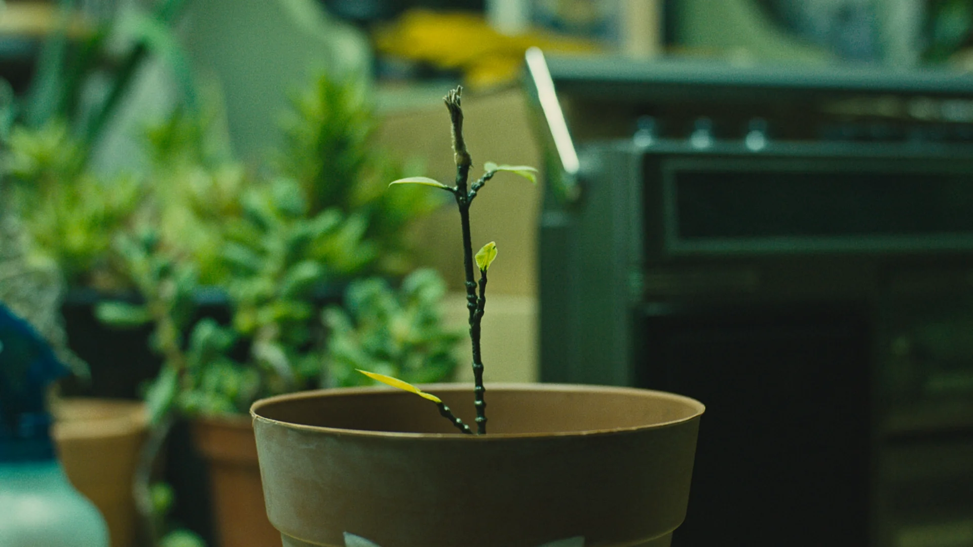 InFullBloom5.jpg