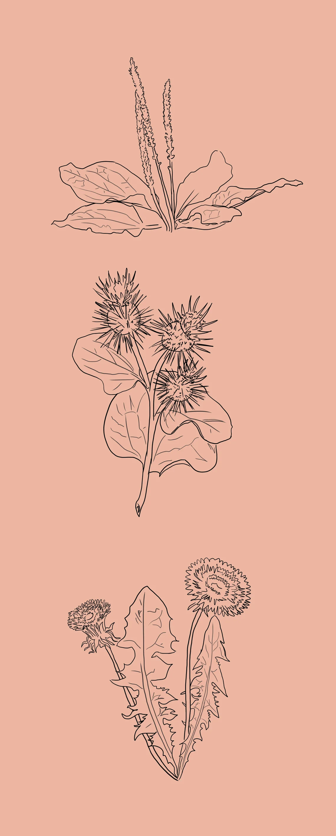 Plants.jpg