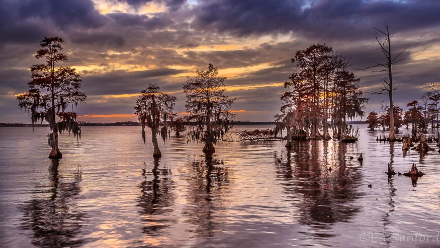 Trees, Water, and Sky, The Chowan River