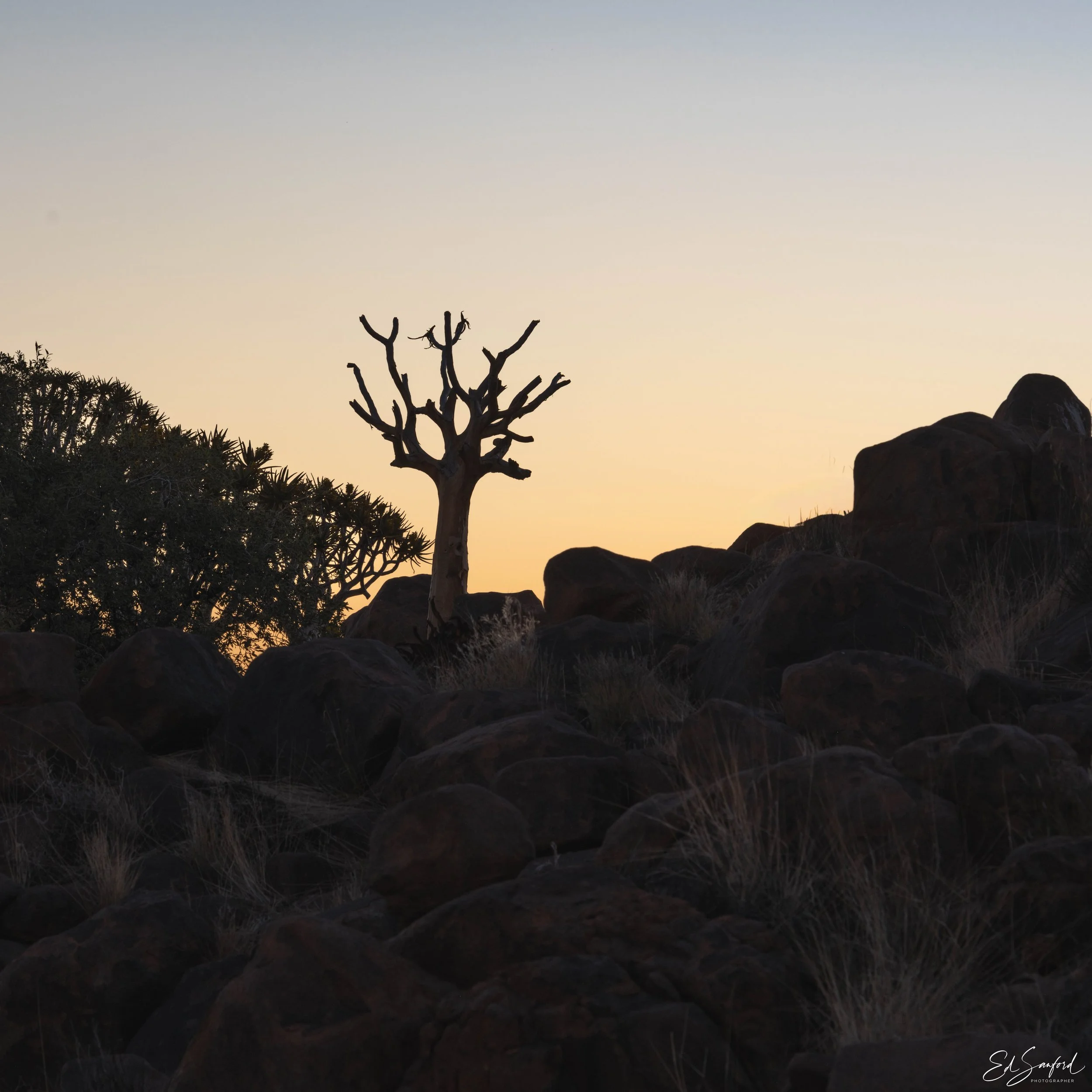 Quivertree Forest-12.jpg