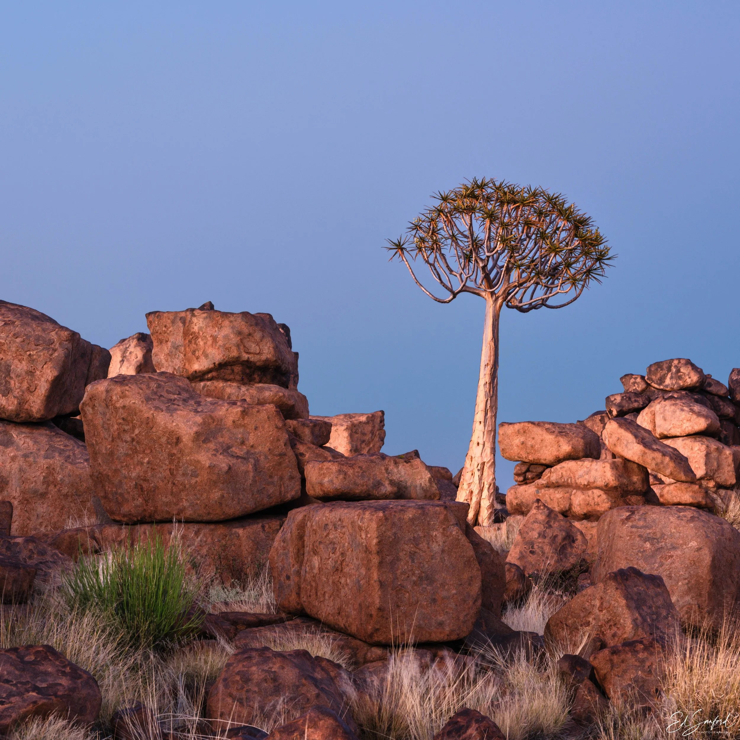 Quivertree Forest-2.jpg