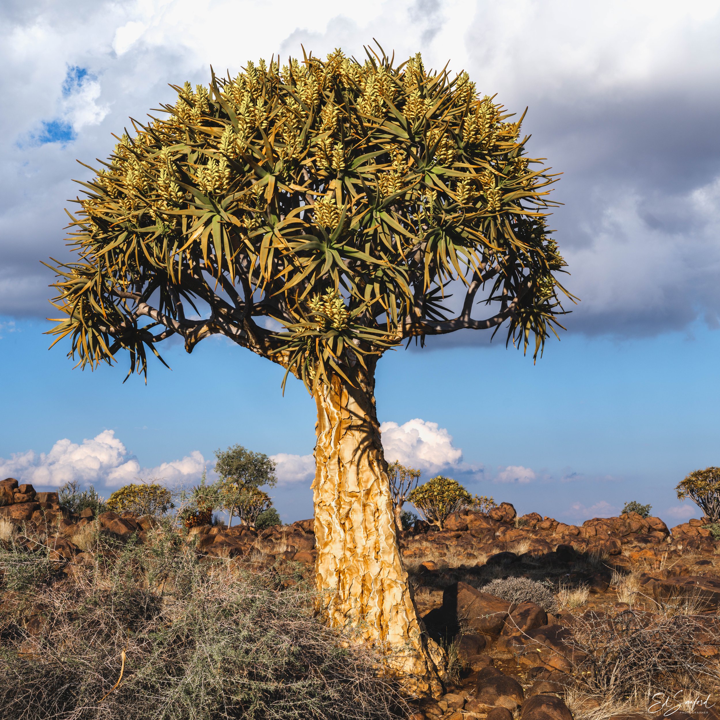Quivertree Forest-7.jpg