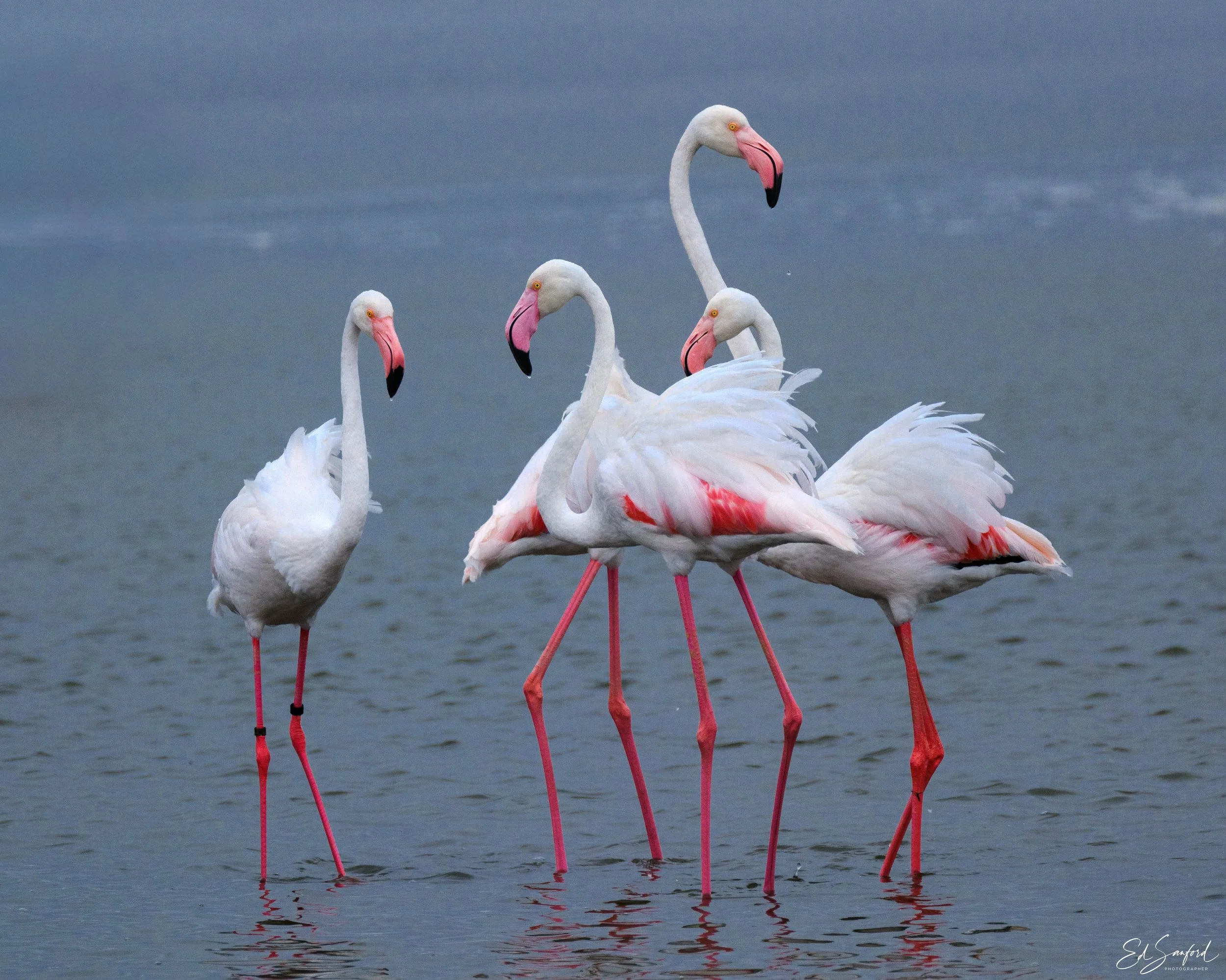 Walvis Bay Lagoon.jpg