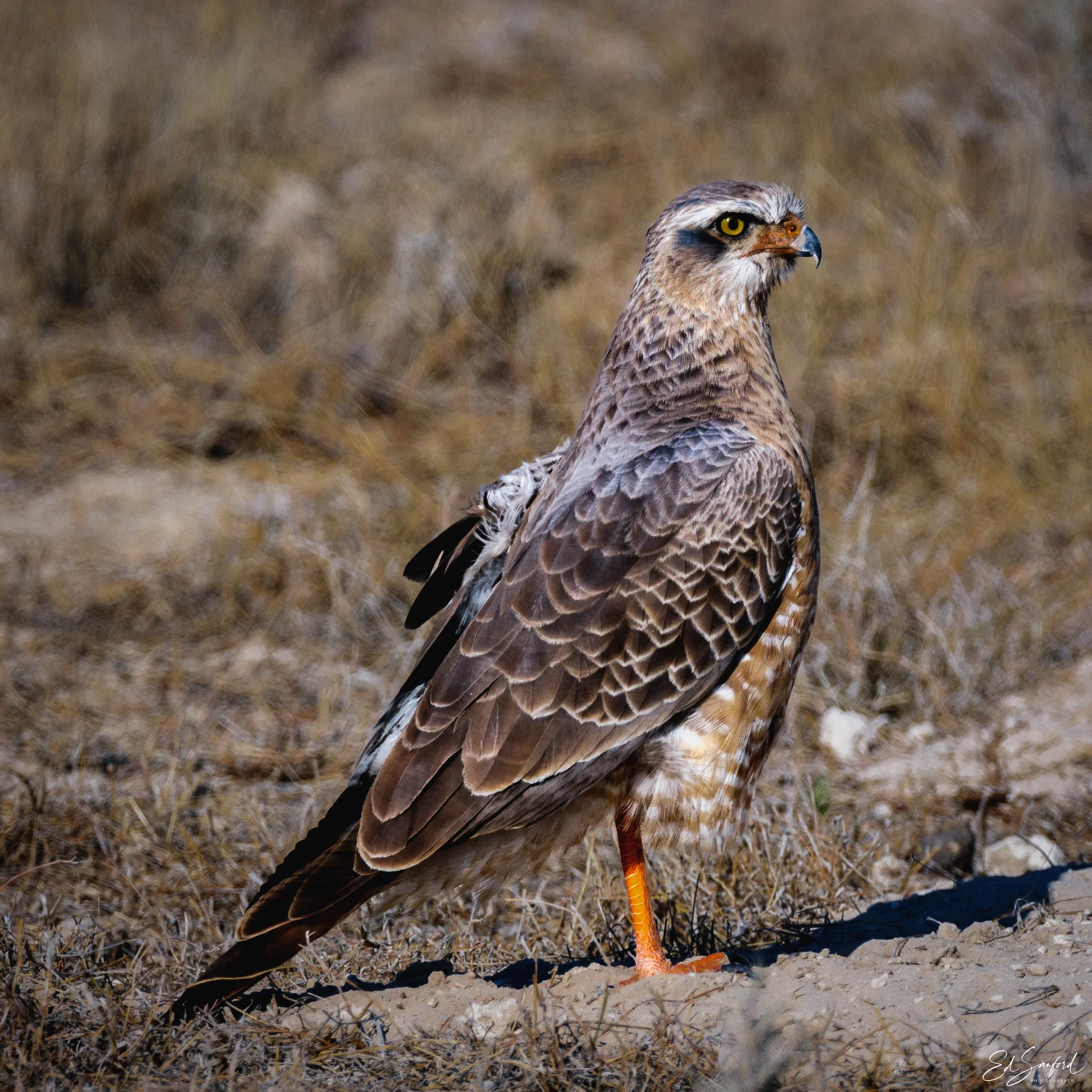 Etosha Wildlife Refuge-5.jpg