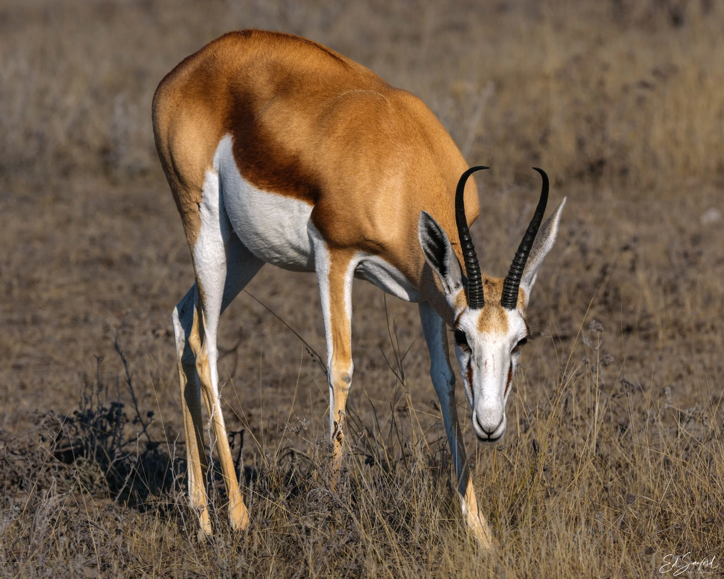 Etosha Wildlife Refuge-3.jpg