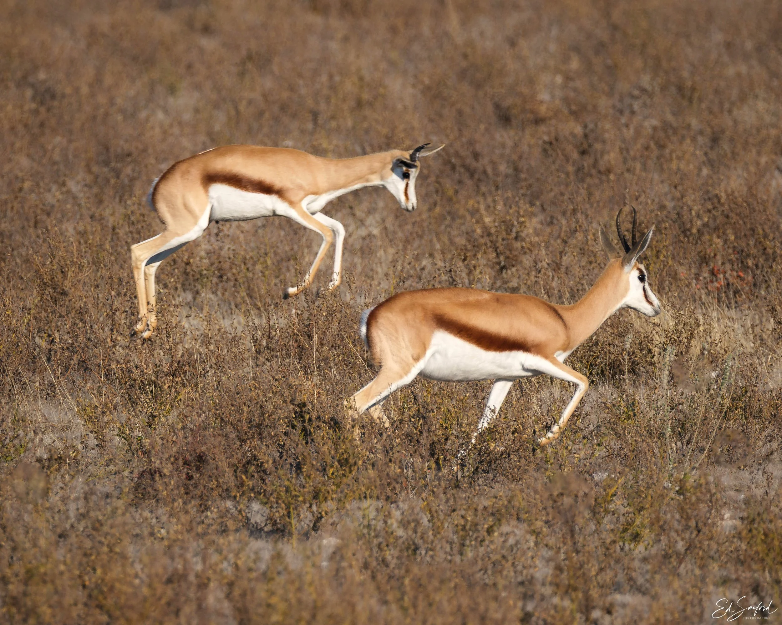 Etosha Wildlife Refuge-2.jpg