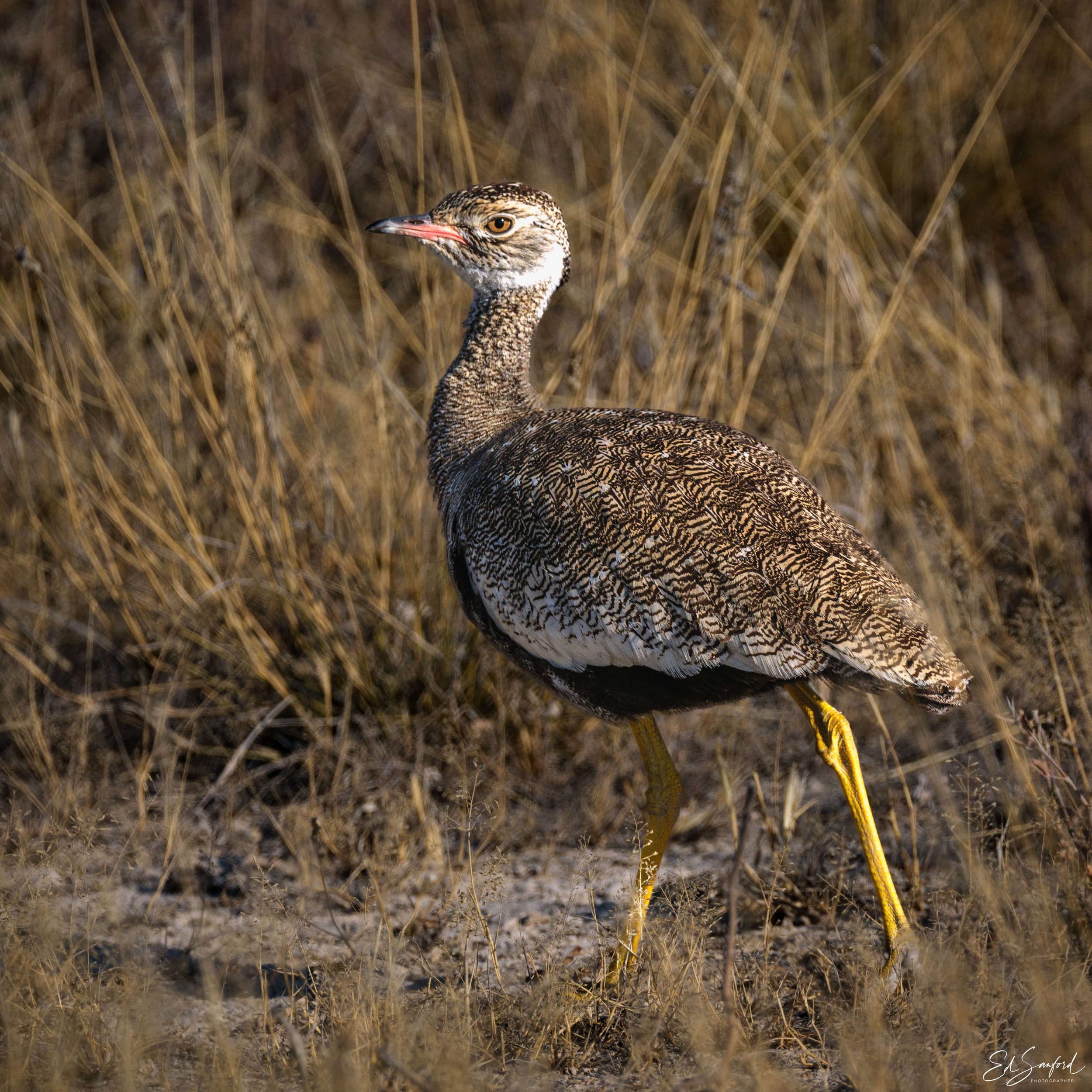 Etosha Wildlife Refuge-4.jpg