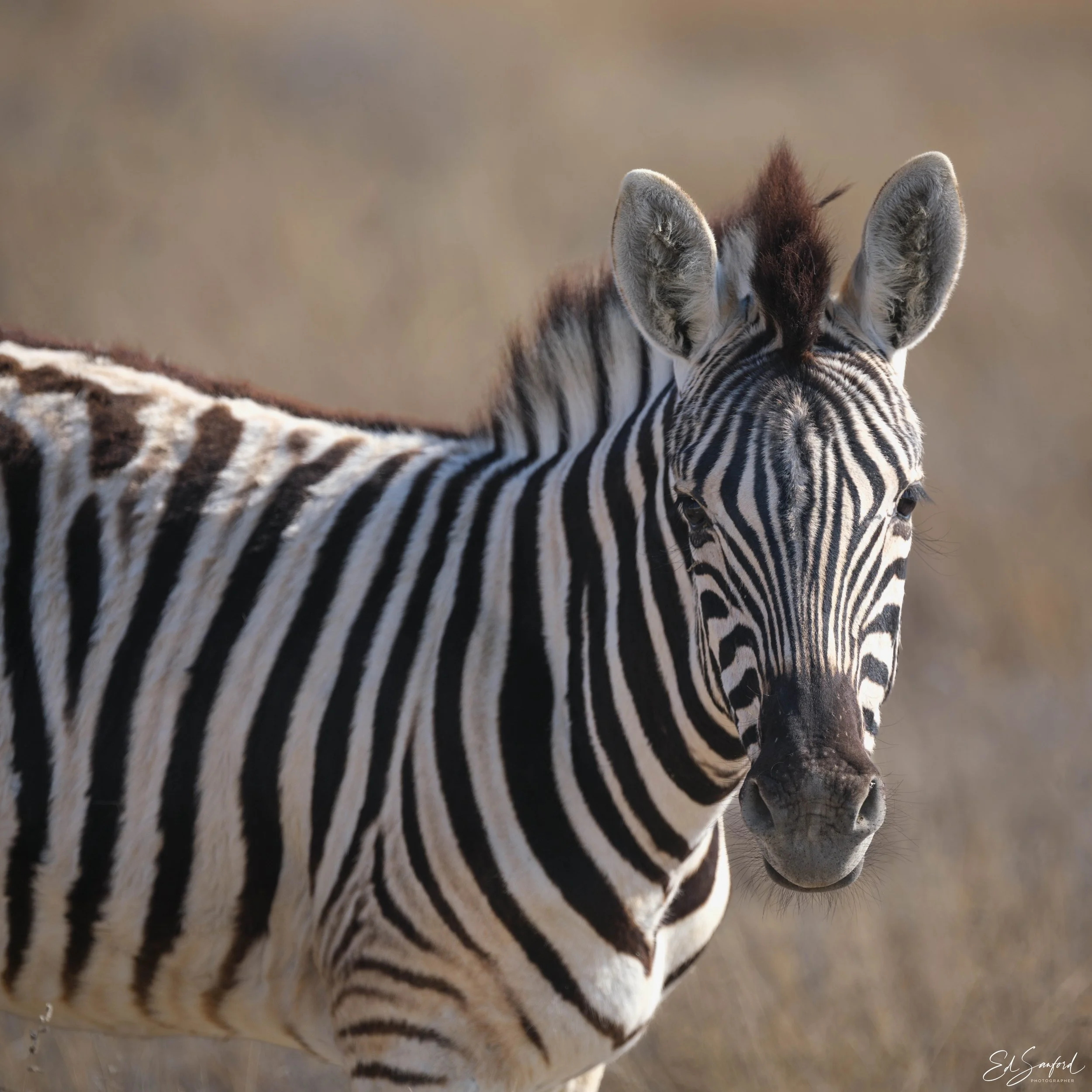 Etosha Wildlife Refuge-6.jpg