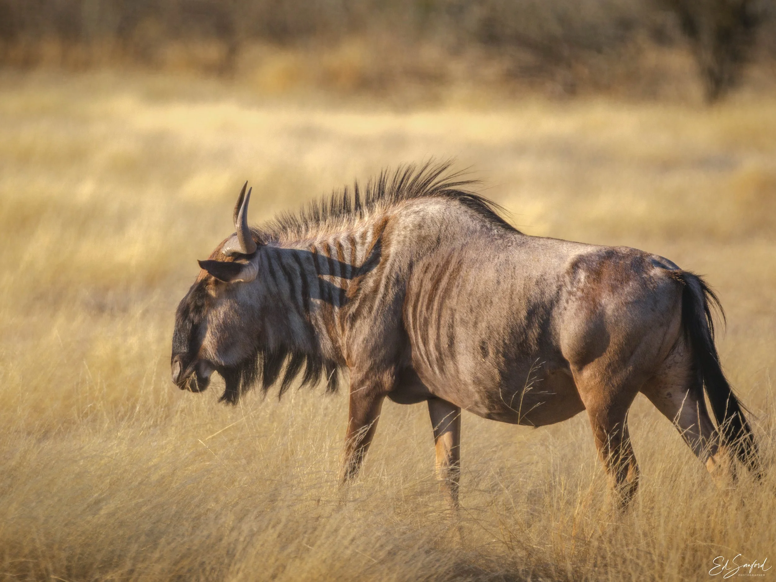 Etosha Wildlife Refuge-18.jpg