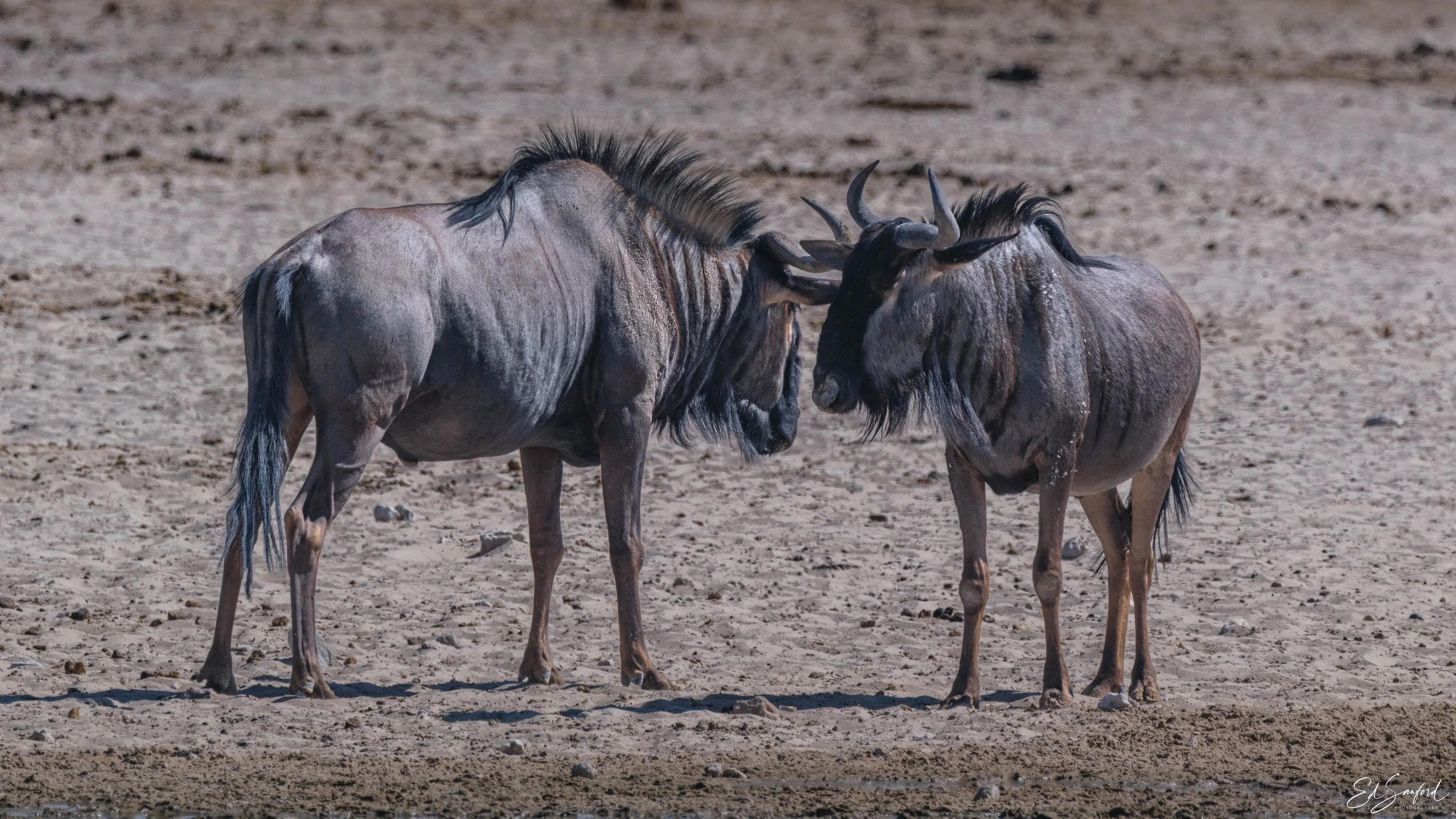 Etosha Wildlife Refuge-10.jpg
