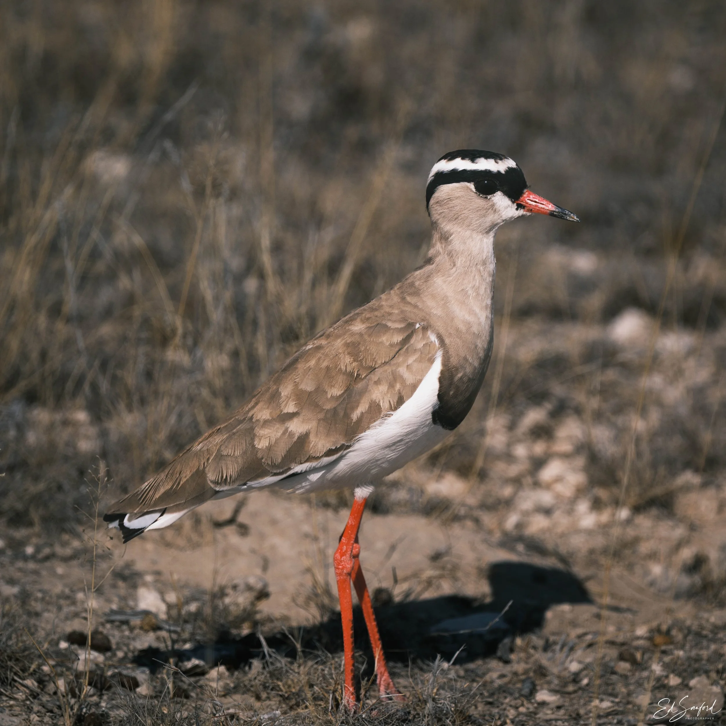 Etosha Wildlife Refuge-7.jpg