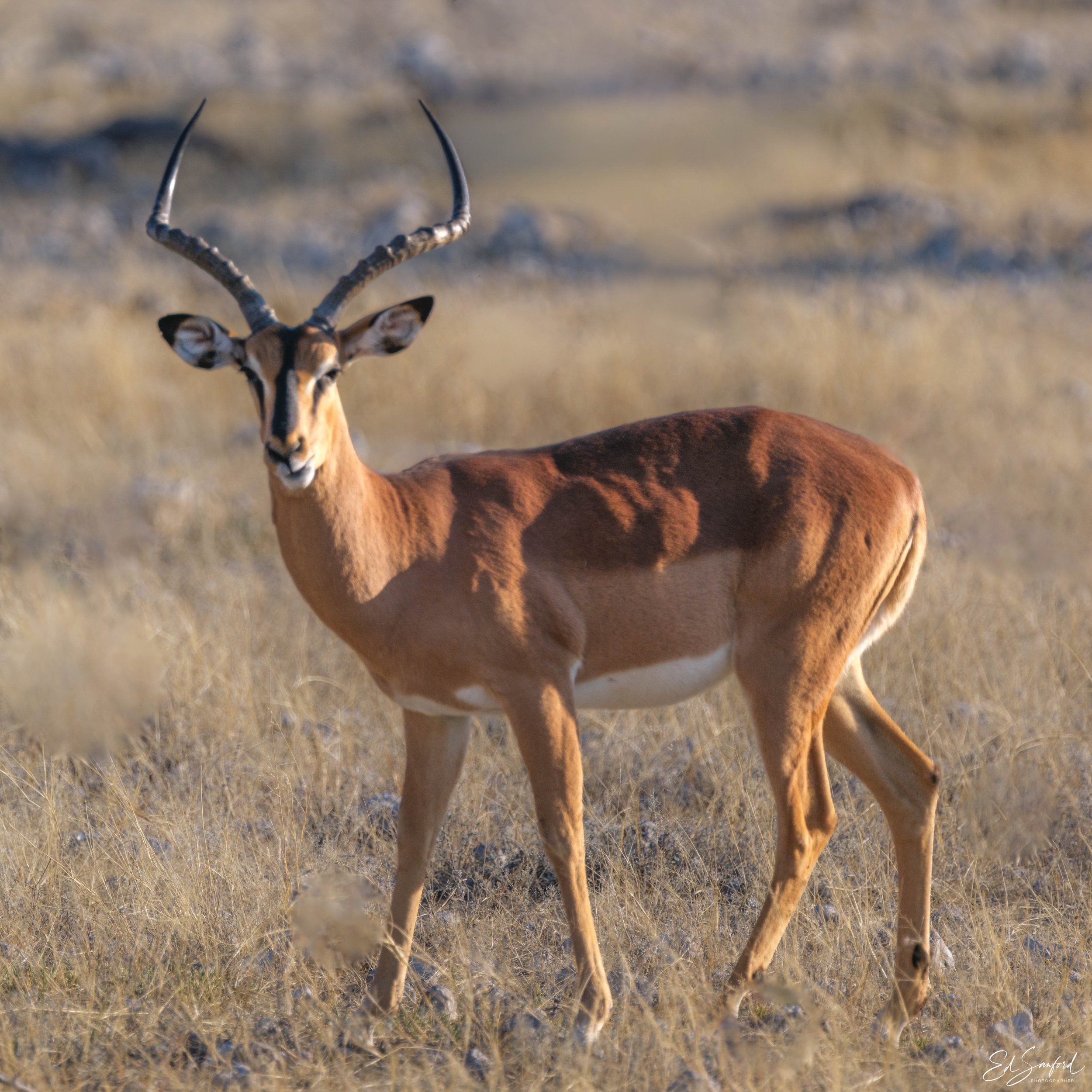 Etosha Wildlife Refuge-16.jpg