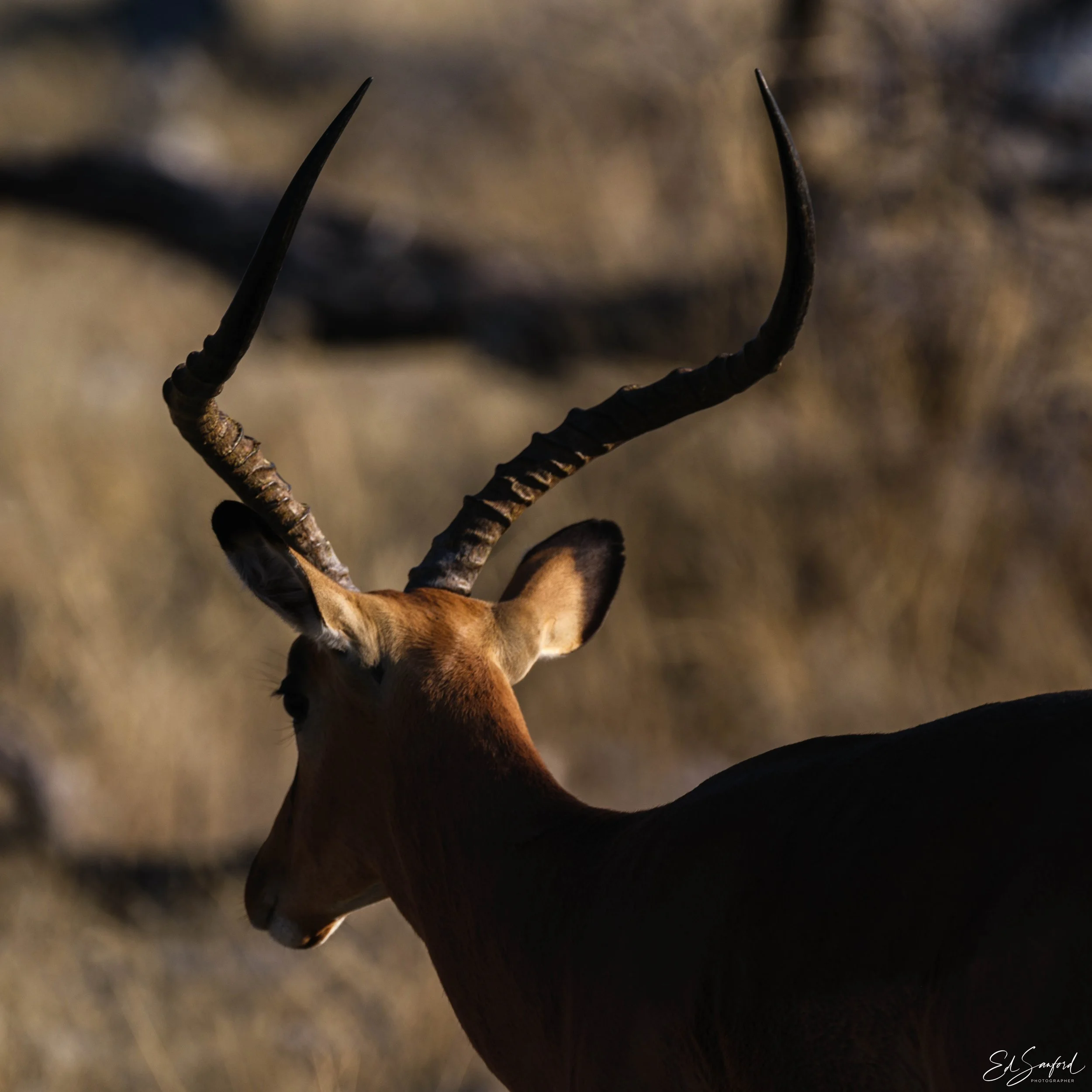 Etosha Wildlife Refuge-15.jpg