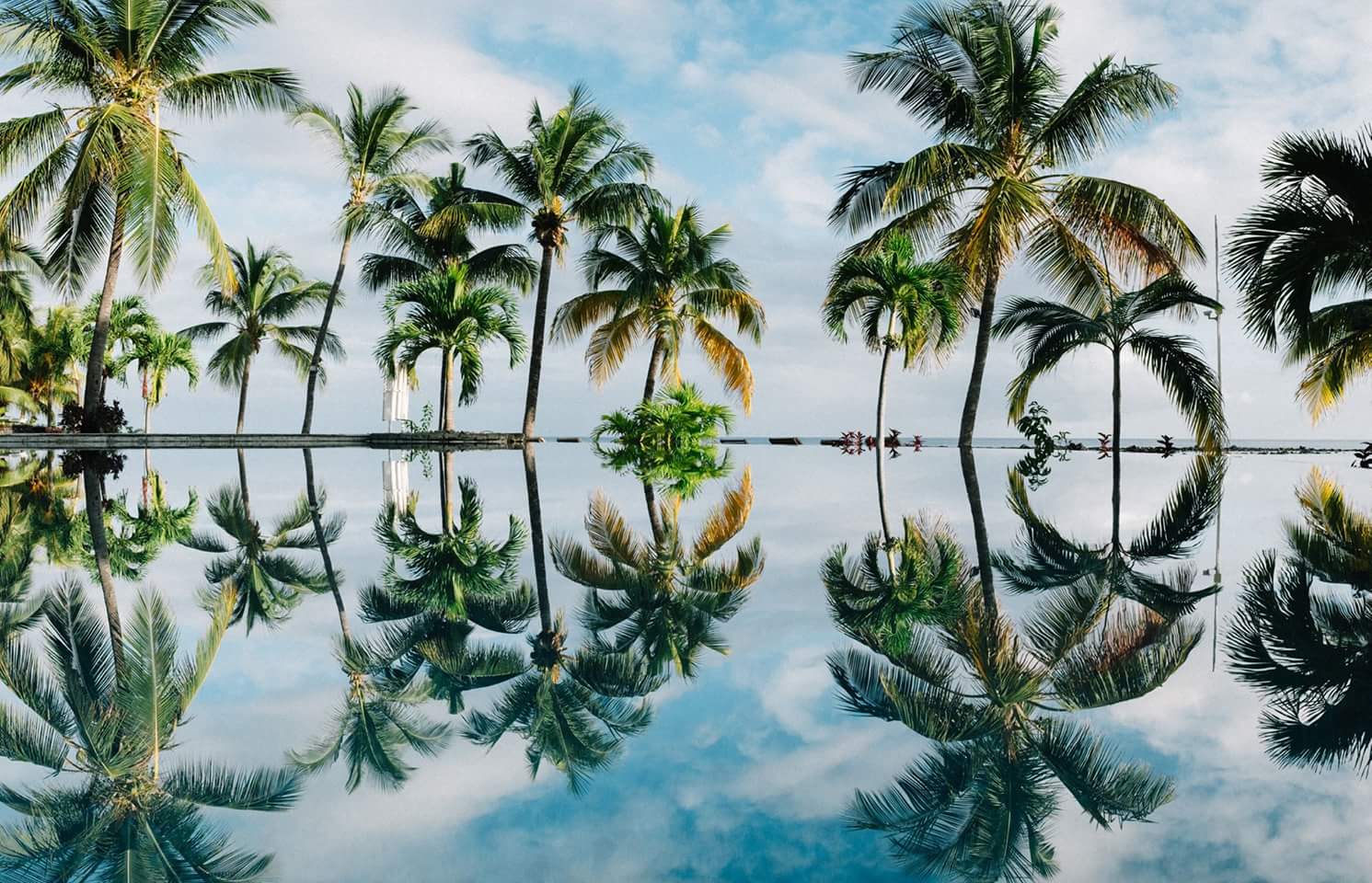 coconutloveheader.jpg