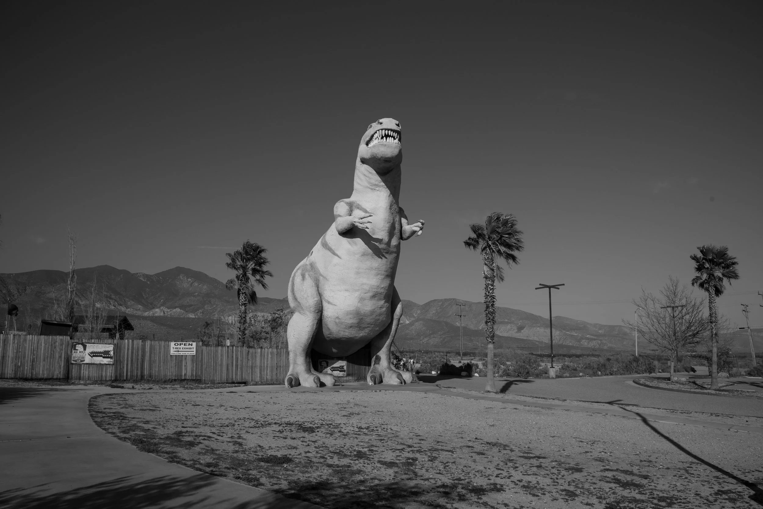 Joshua Tree-7559.jpg