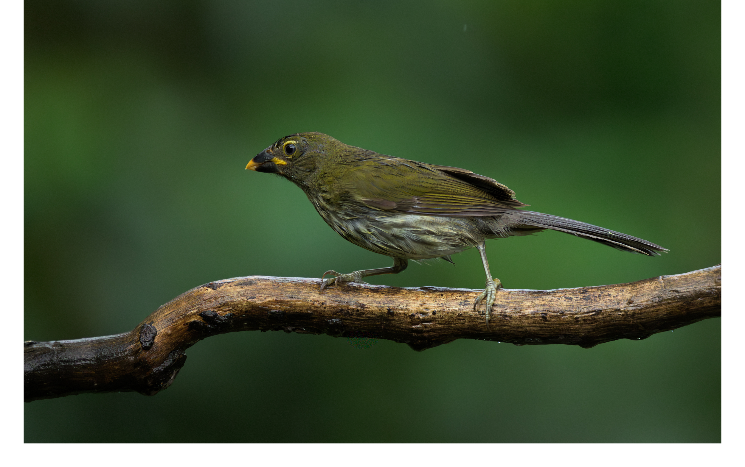 Streaked Saltator 1.png