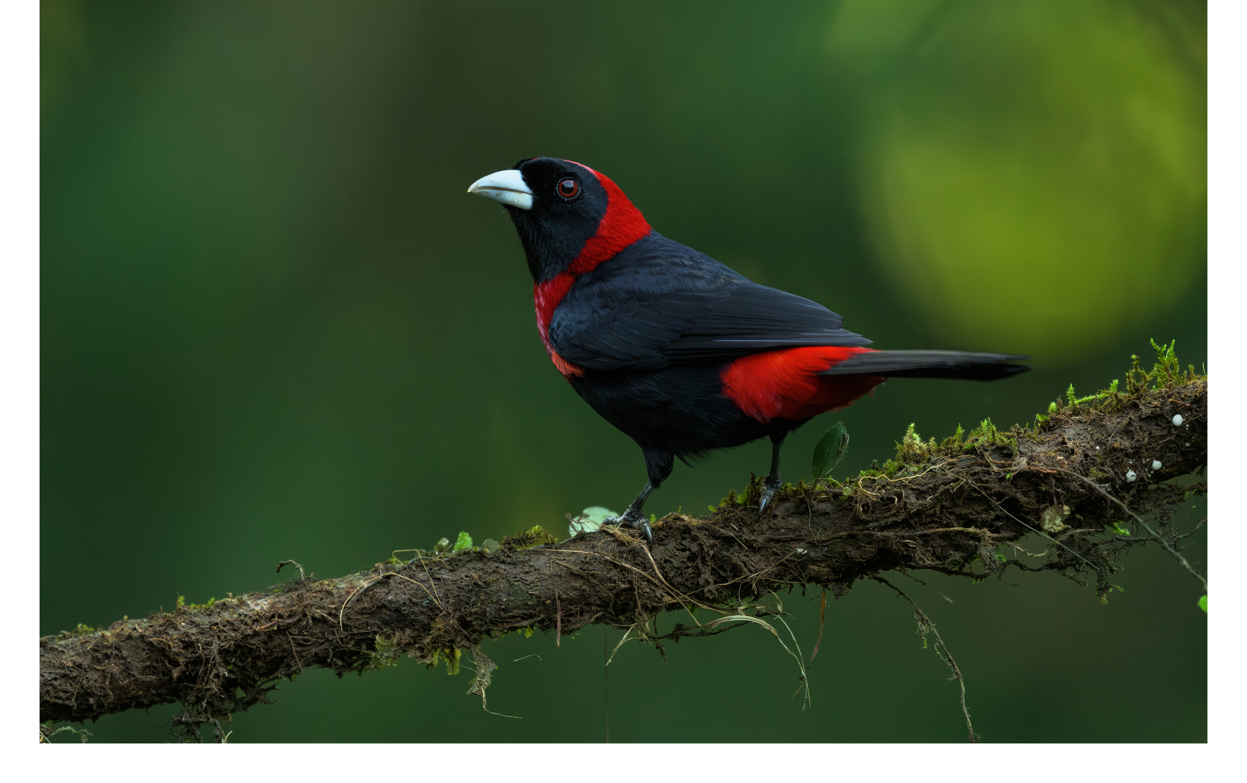 Crimson Collared.png