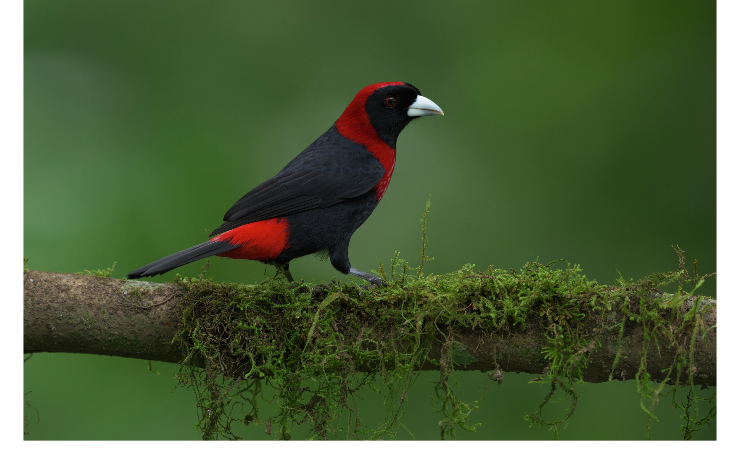 Crimson Collared 2.png