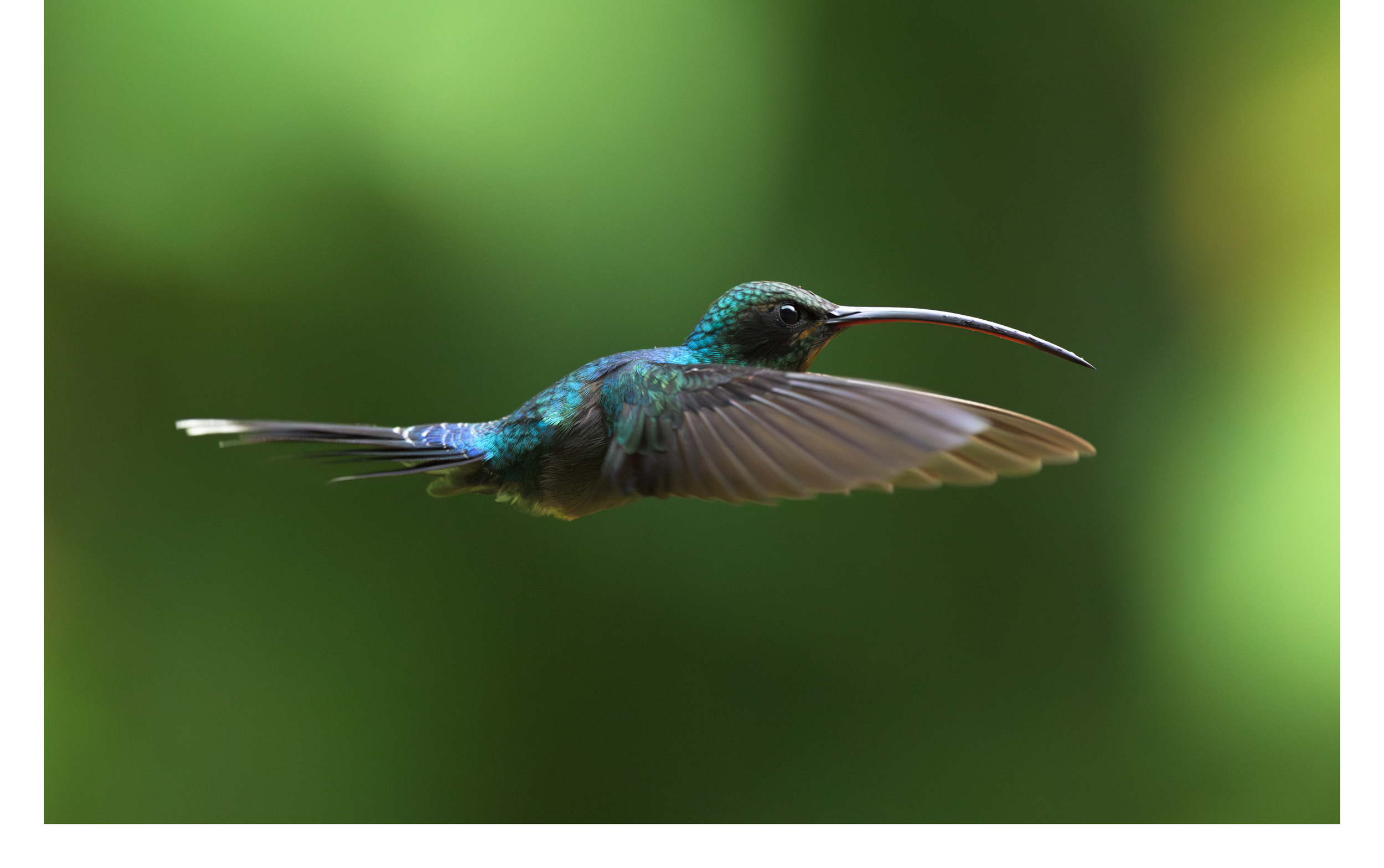 Striped Hermit 1.png