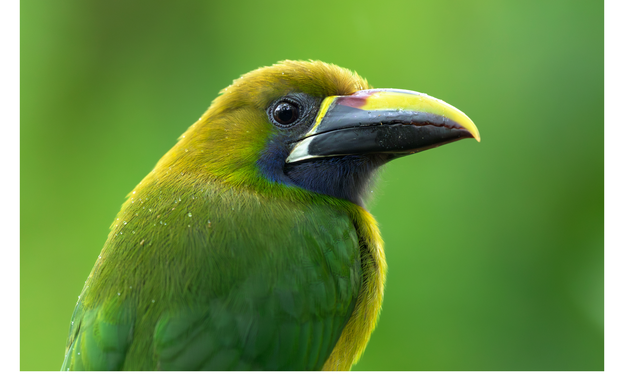Northern Emerald Toucanet.png