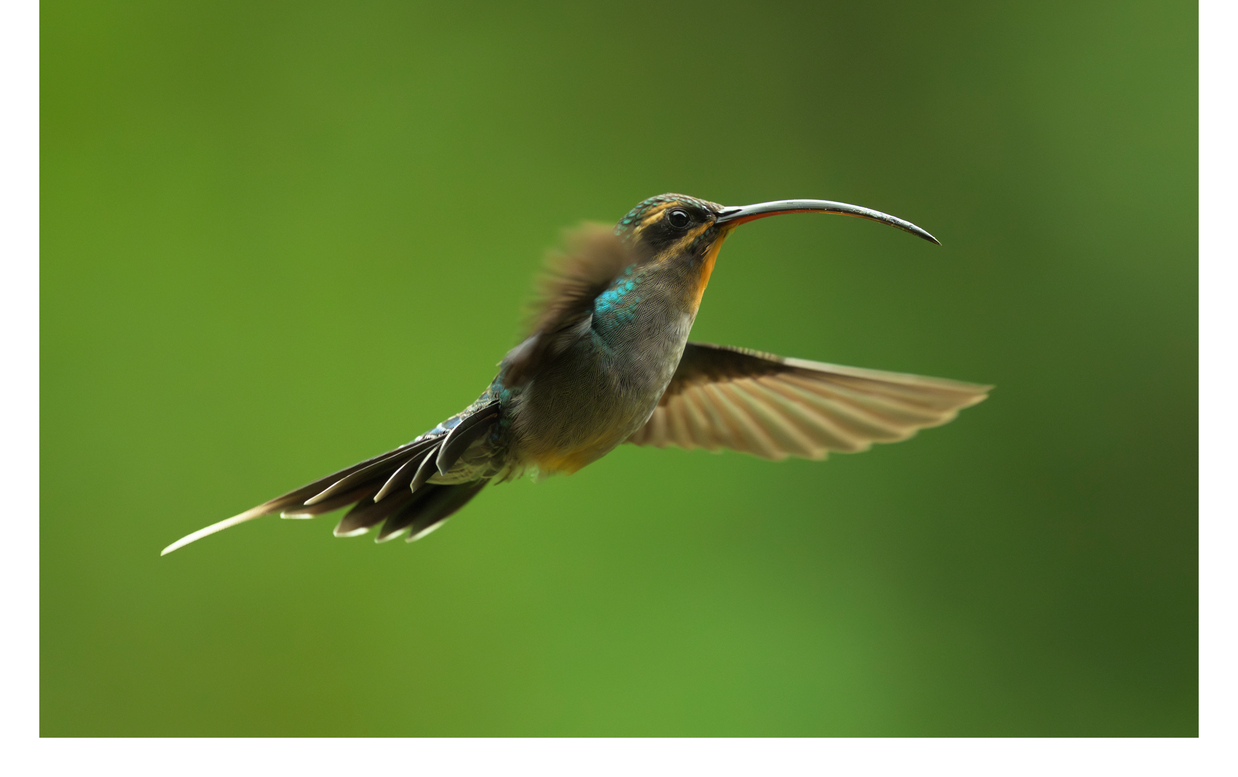 Striped Hermit 2.png