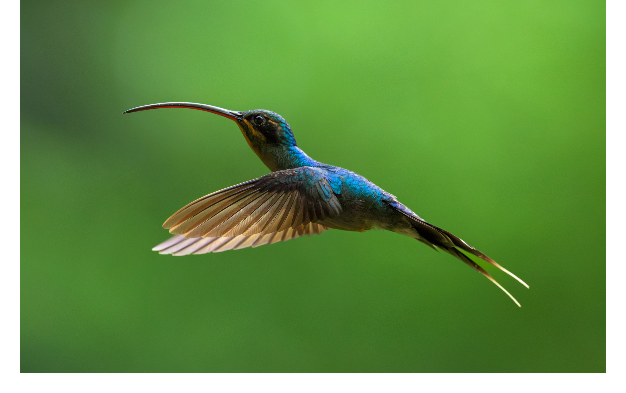 Striped Hermit 3.png