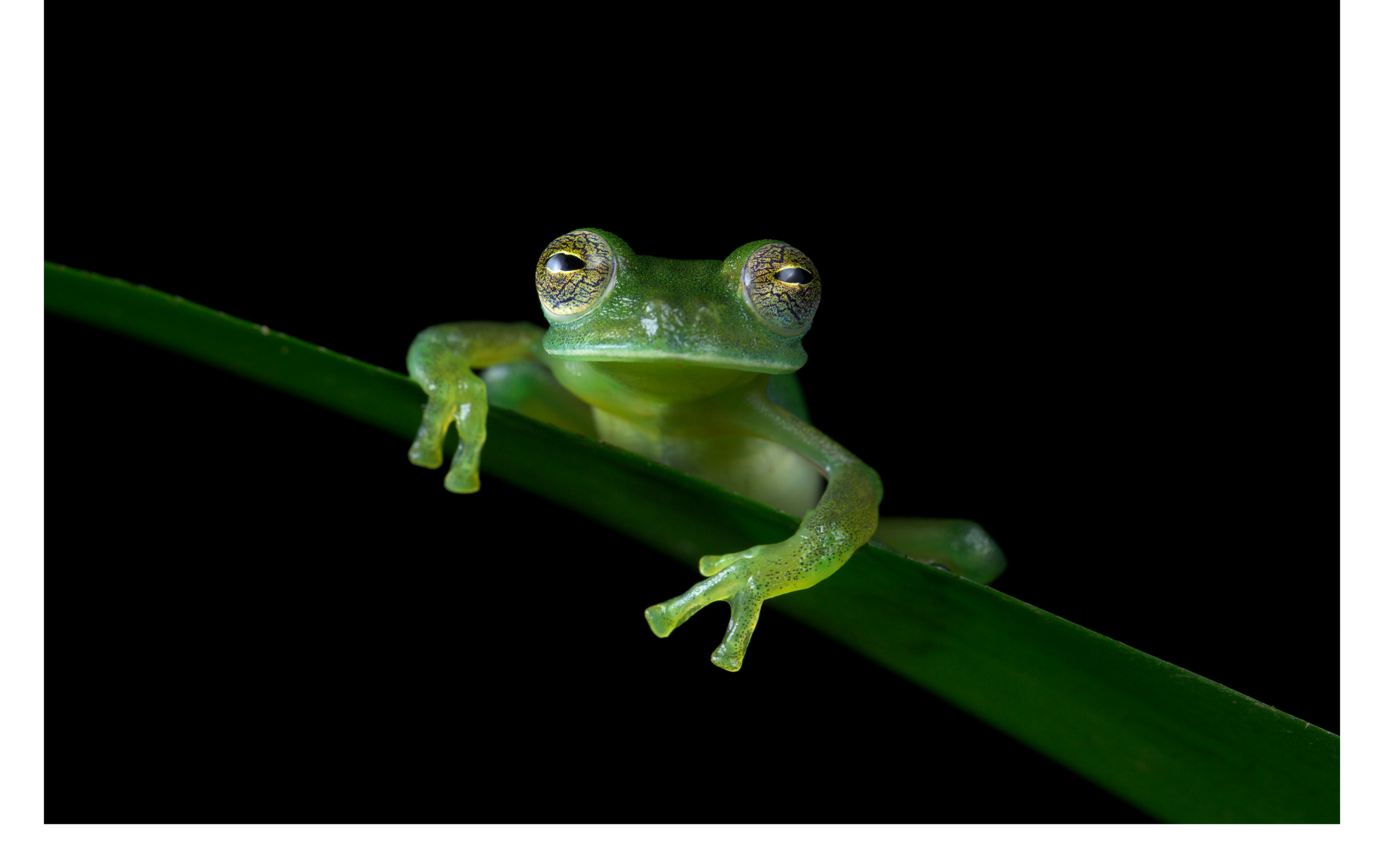 Glass Frog.png