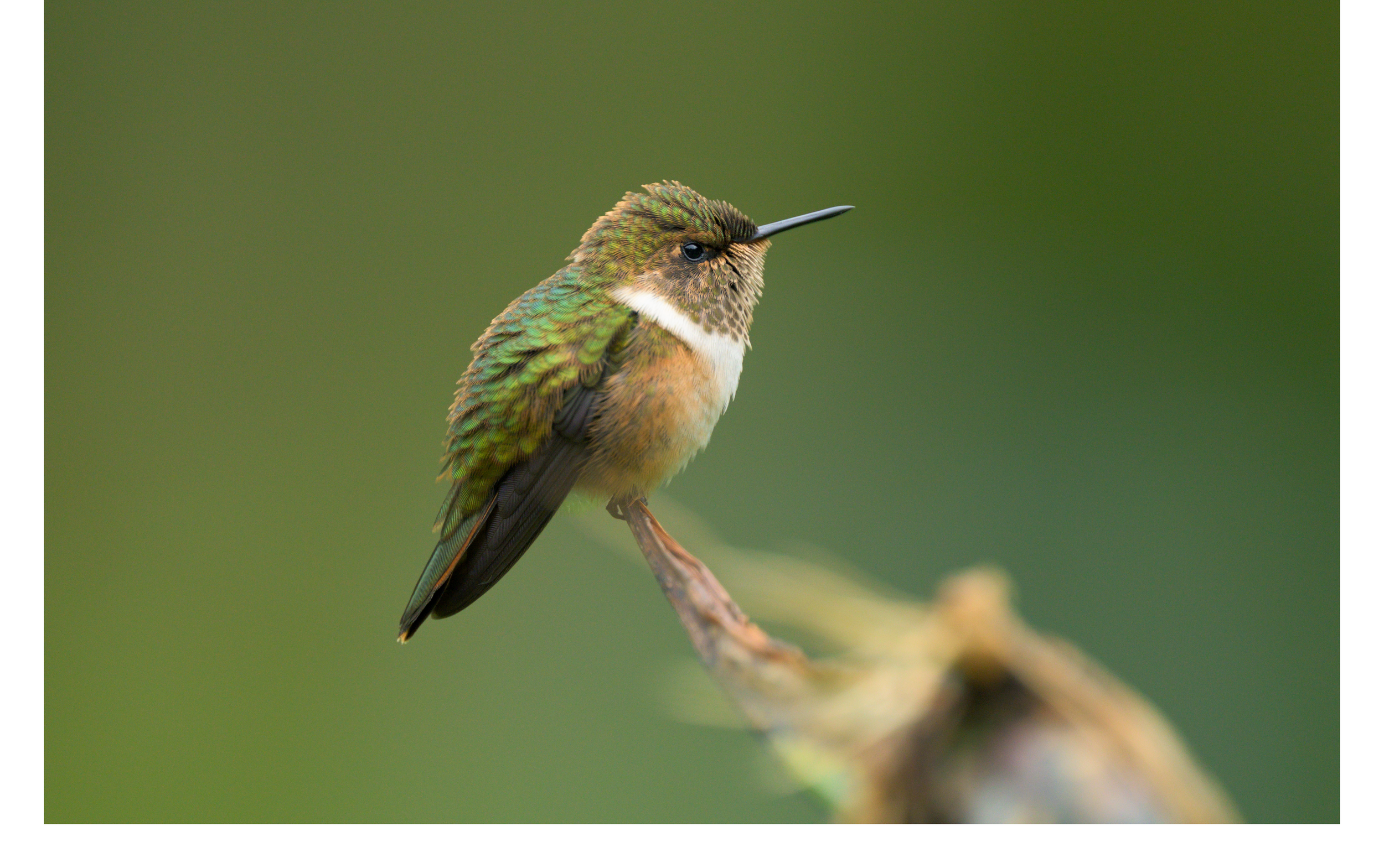 Humming Bird 1a.png