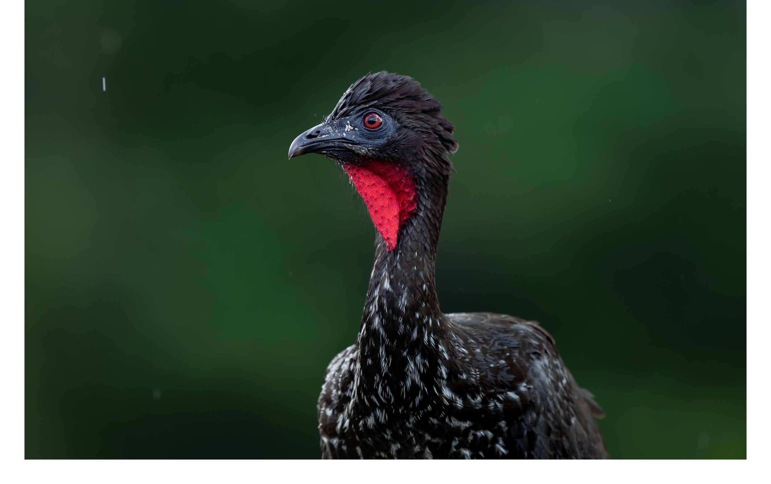 Crested Guan.png