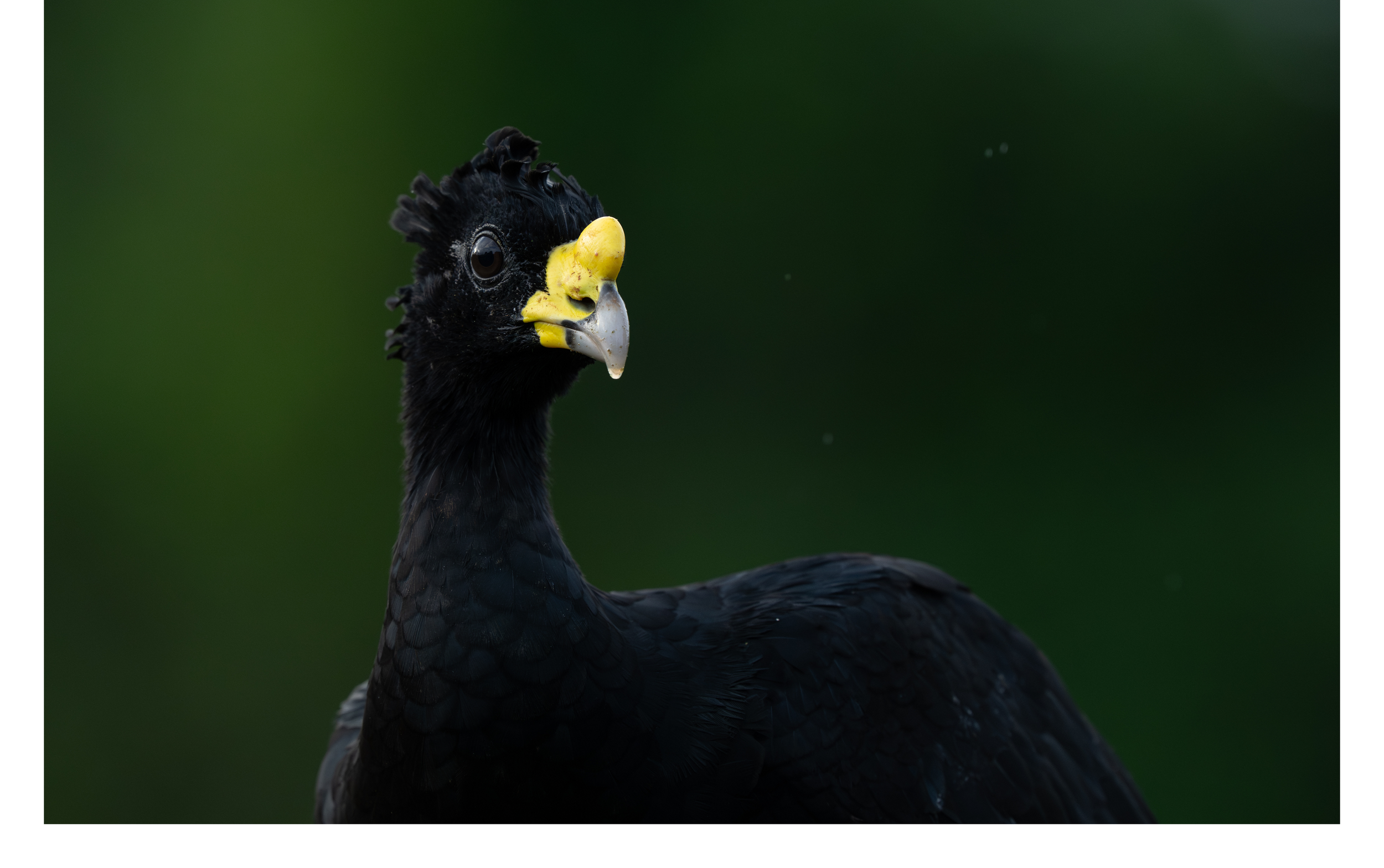 Crested Guan 2.png
