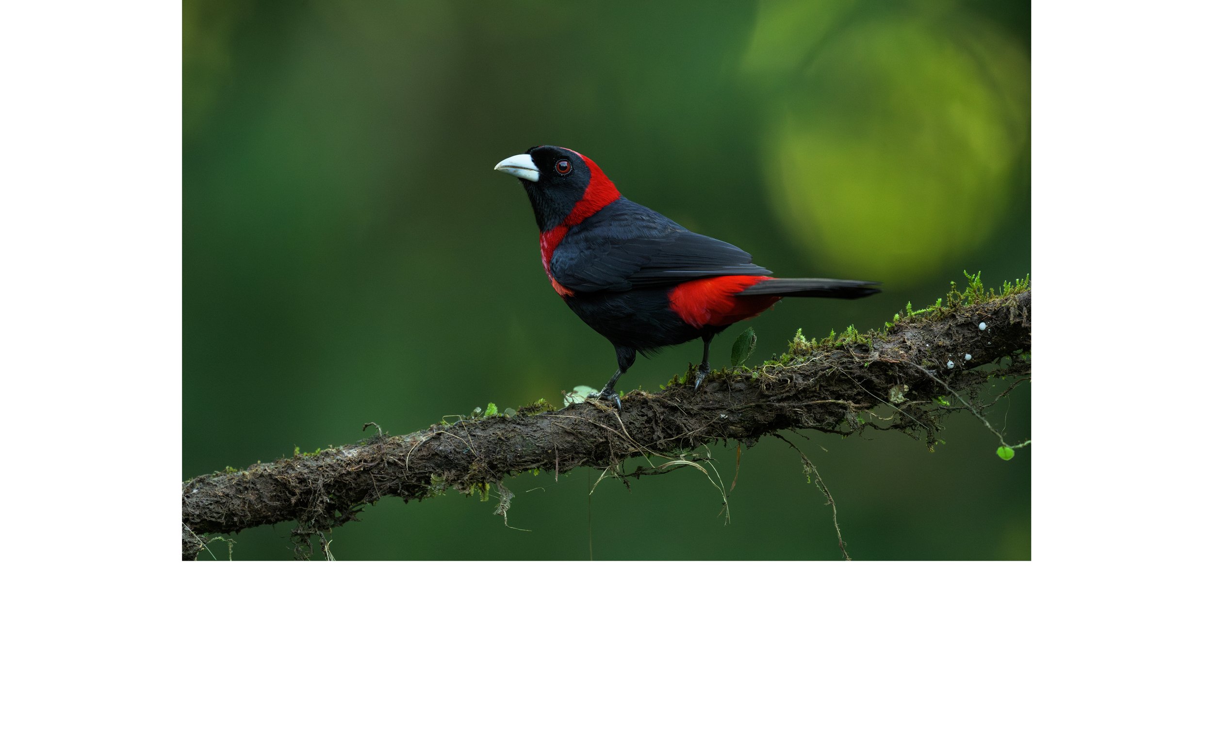 CR-TI-7248 Crimson-Collared.png