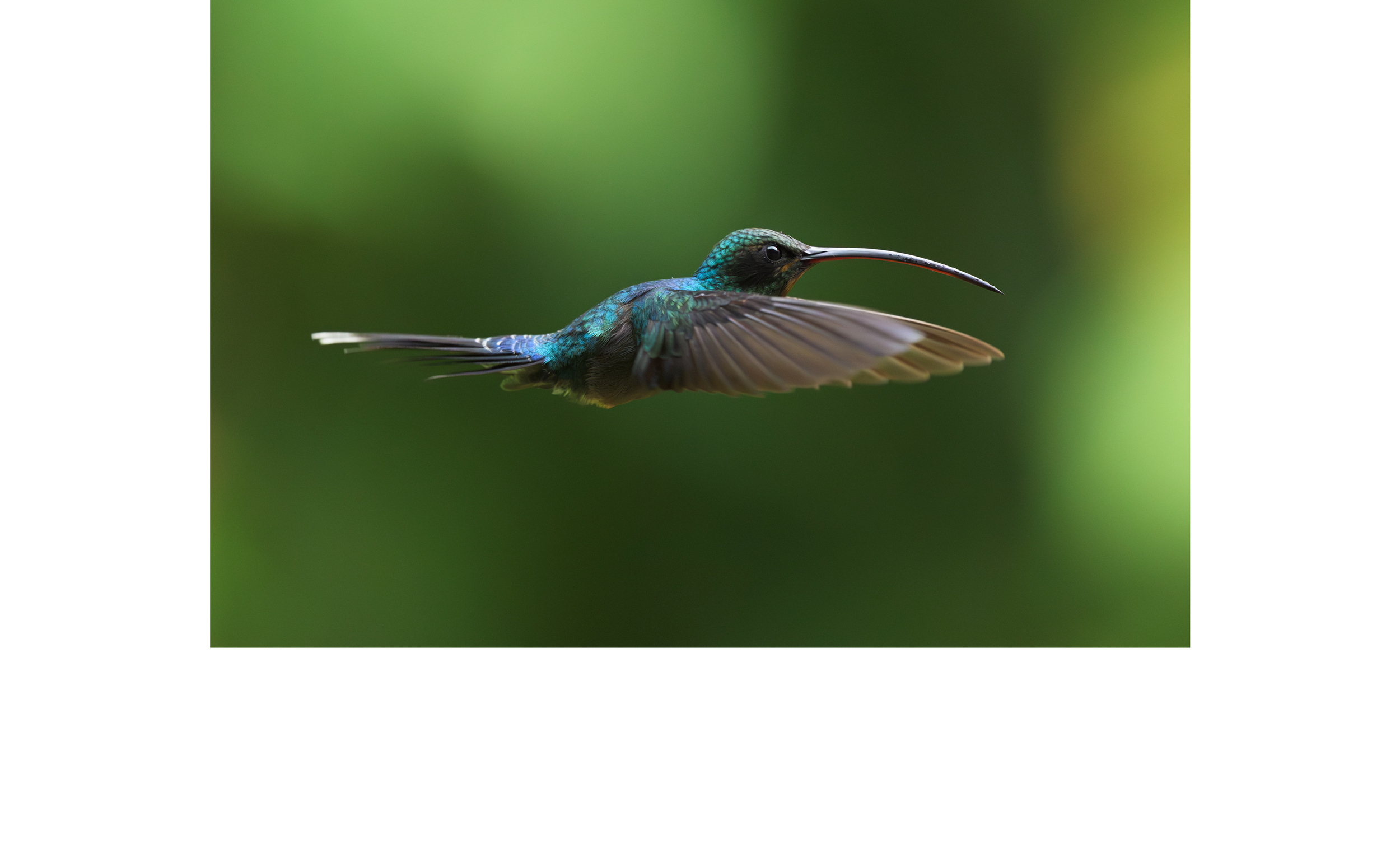 CR-HQ-8823 - GreenHermet.png