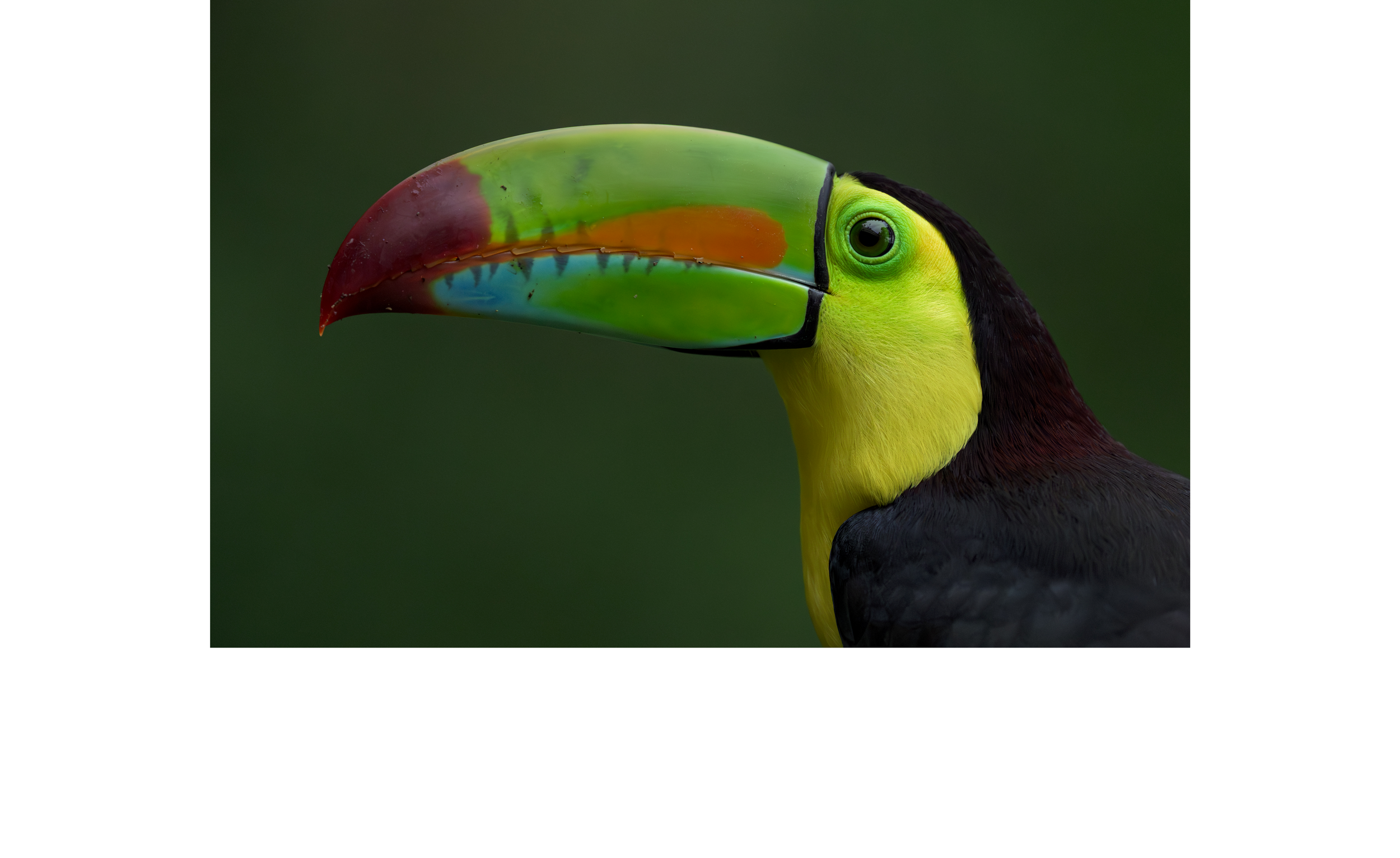 CR-CI-1805-2 - KeelBill.png