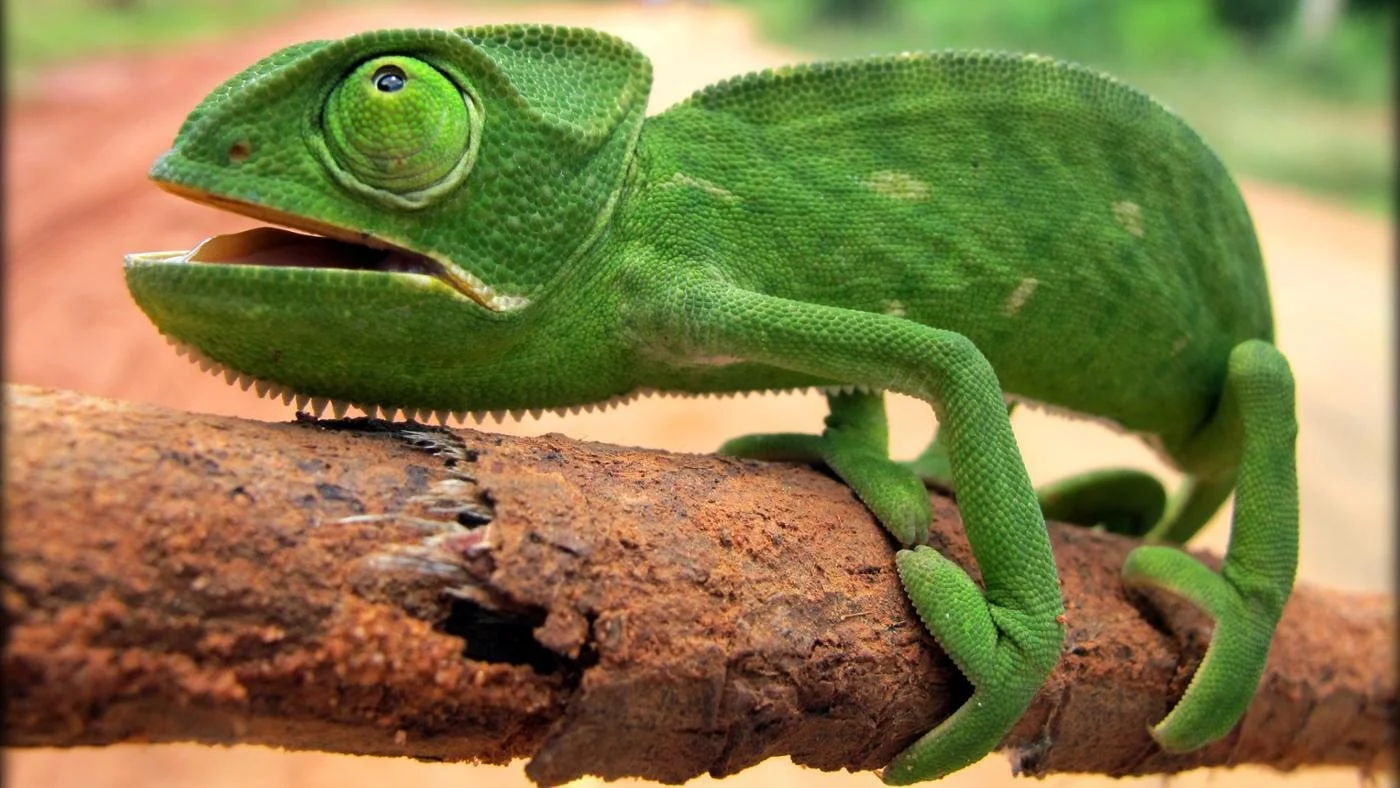 I talk Cyd Redondo and Endangered Species on the WICKED AUTHORS blog